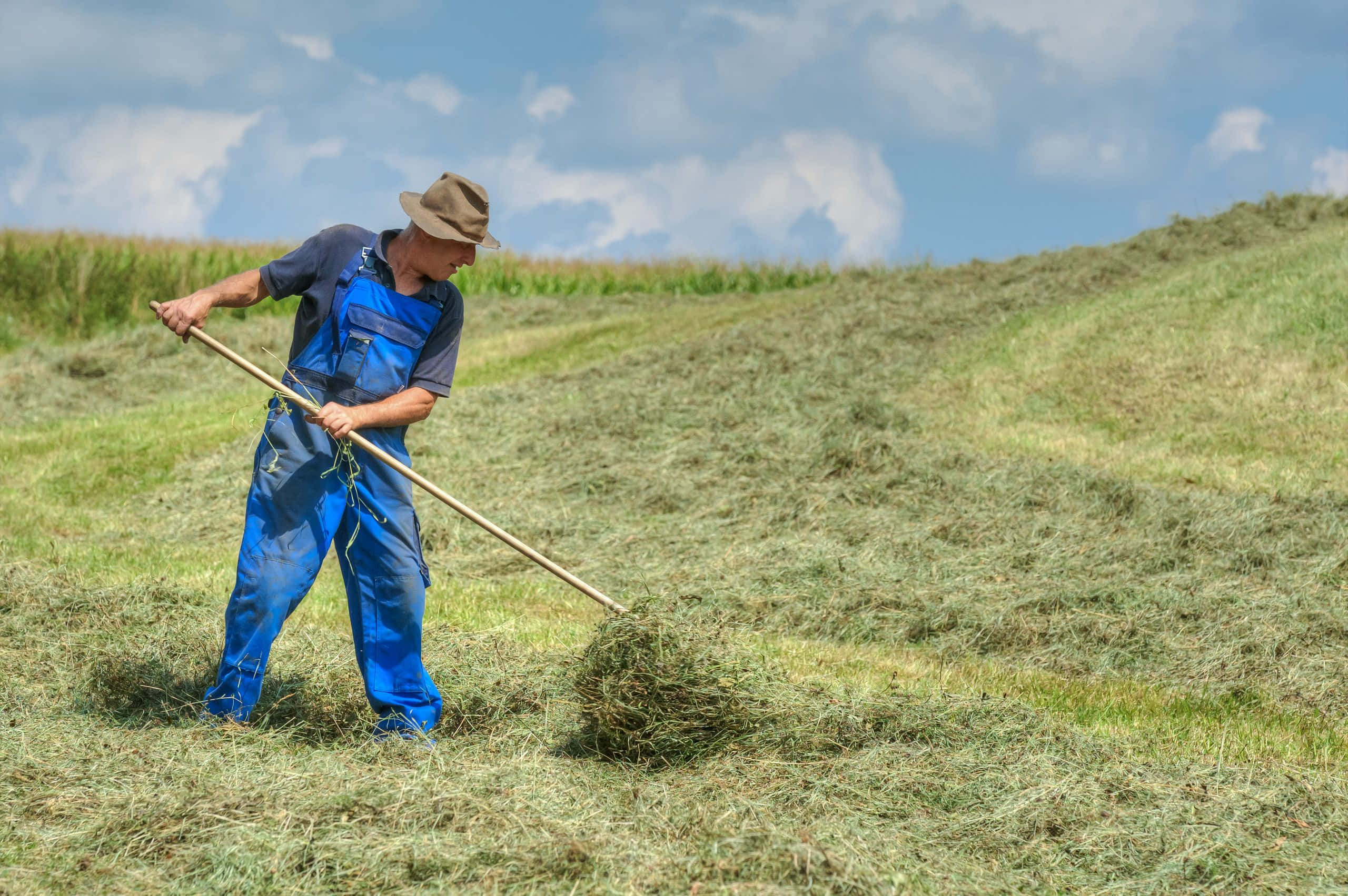 Farmer 桌布 壁紙 — 一位身穿藍色工裝褲的農夫在陽光明媚的草地上用耙子收集乾草捆，天空部分多雲。