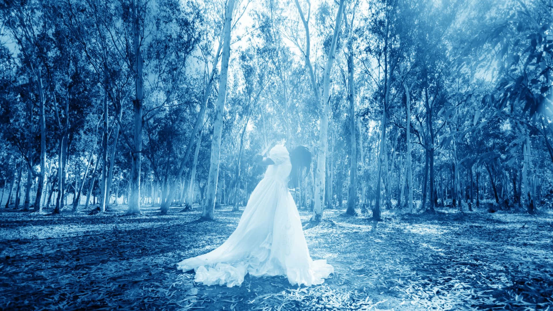 Haunted Forests 桌布 壁紙 — 一位身穿飄逸白色婚紗的新娘獨自站在霧氣瀰漫的藍色森林中，高大的樹木和柔和的光線穿透而過。