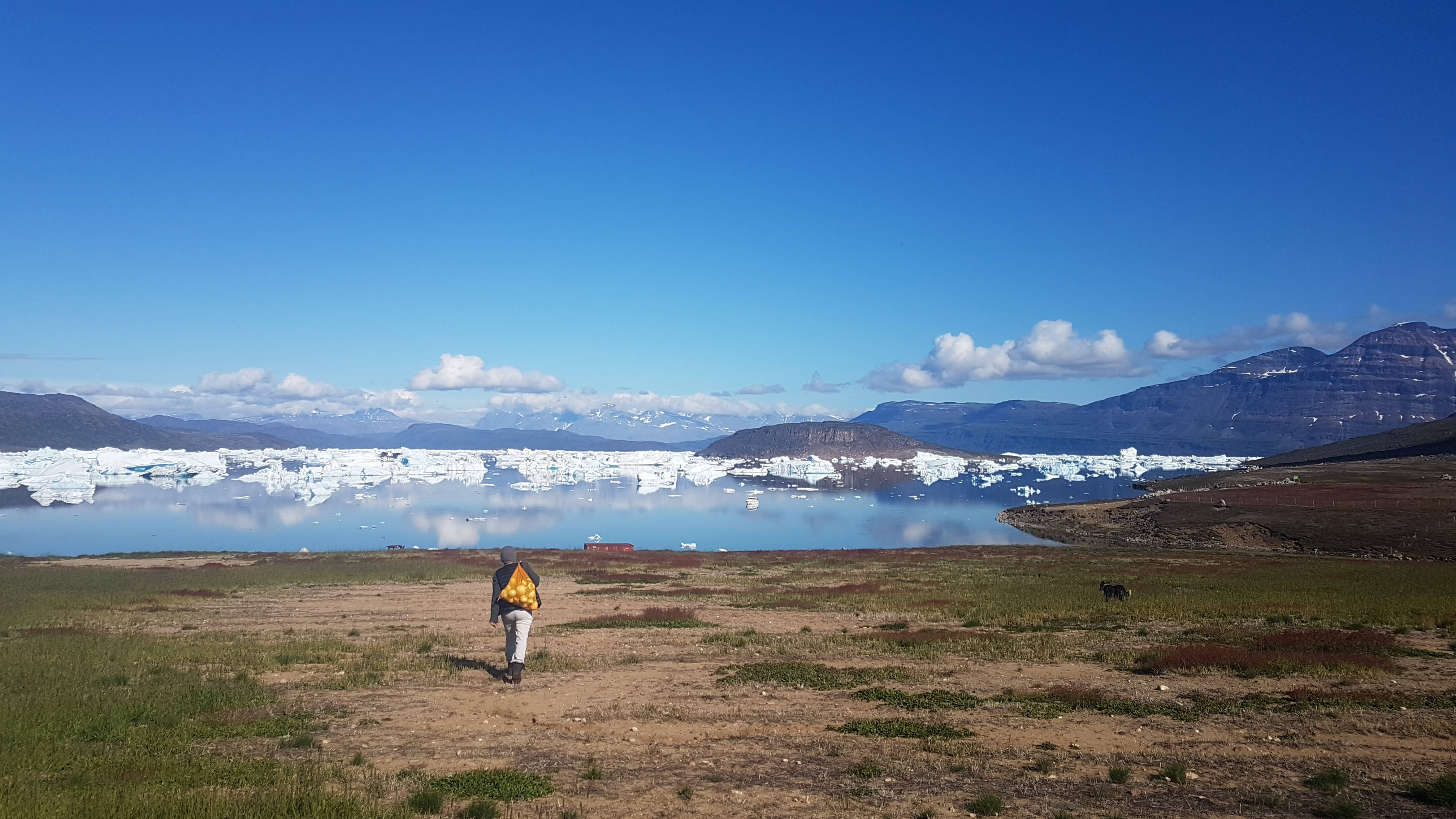 Greenland 桌布 壁紙 — 一位身穿黃色外套的孤獨遠足者，在晴朗的藍天下穿過長滿草的苔原，朝廣闊的冰川走去。