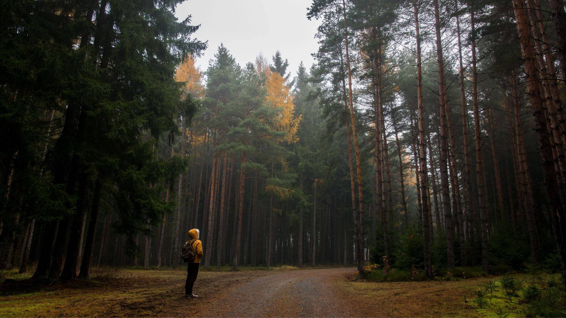 Alone 桌布 壁紙 — 一位身穿黃色外套的孤獨遠足者站在一條霧氣瀰漫的森林小徑上，周圍是高聳的松樹，帶有秋天的金色點綴。