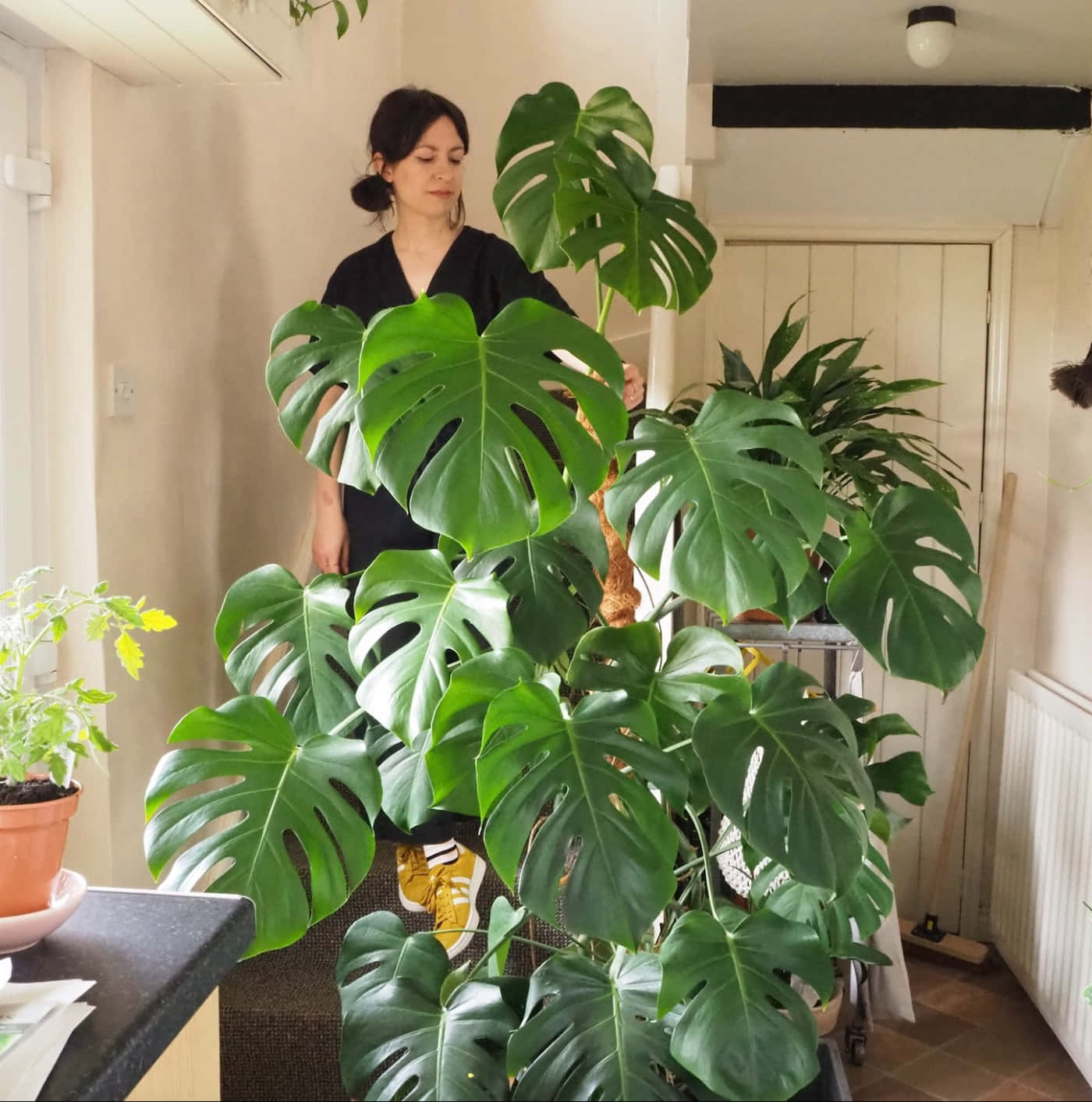 龜背芋 桌布 壁紙 — 一位身穿黑色上衣的女性站在一株高大的龜背竹植物後面，該植物有大型綠色葉子，位於明亮的室內空間。