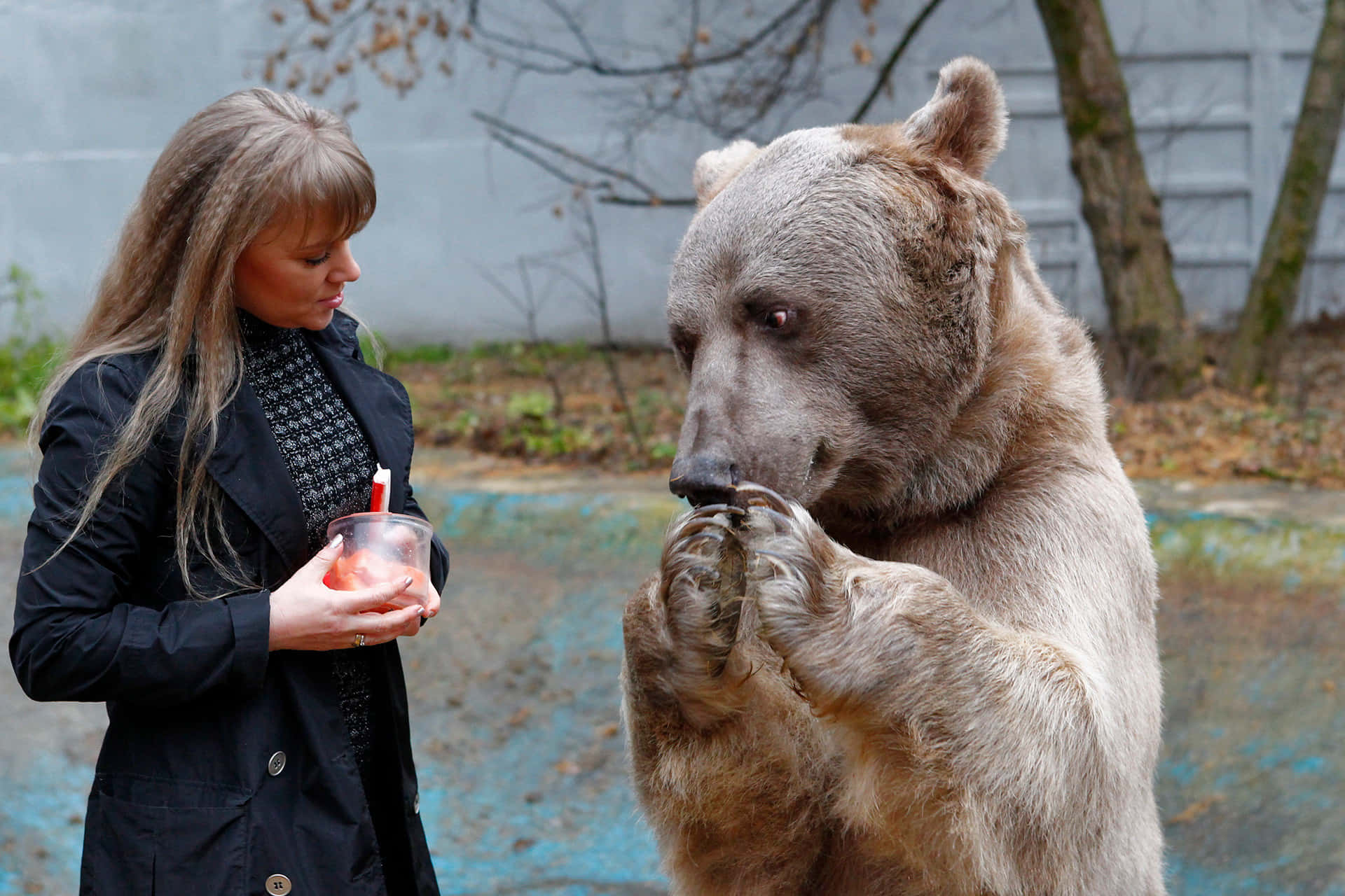 Brown Bears 桌布 壁紙 — 一位身穿黑色外套的女性拿著杯子，而一隻大棕熊用後腿站立，在藍色地面附近用爪子抓嘴巴。