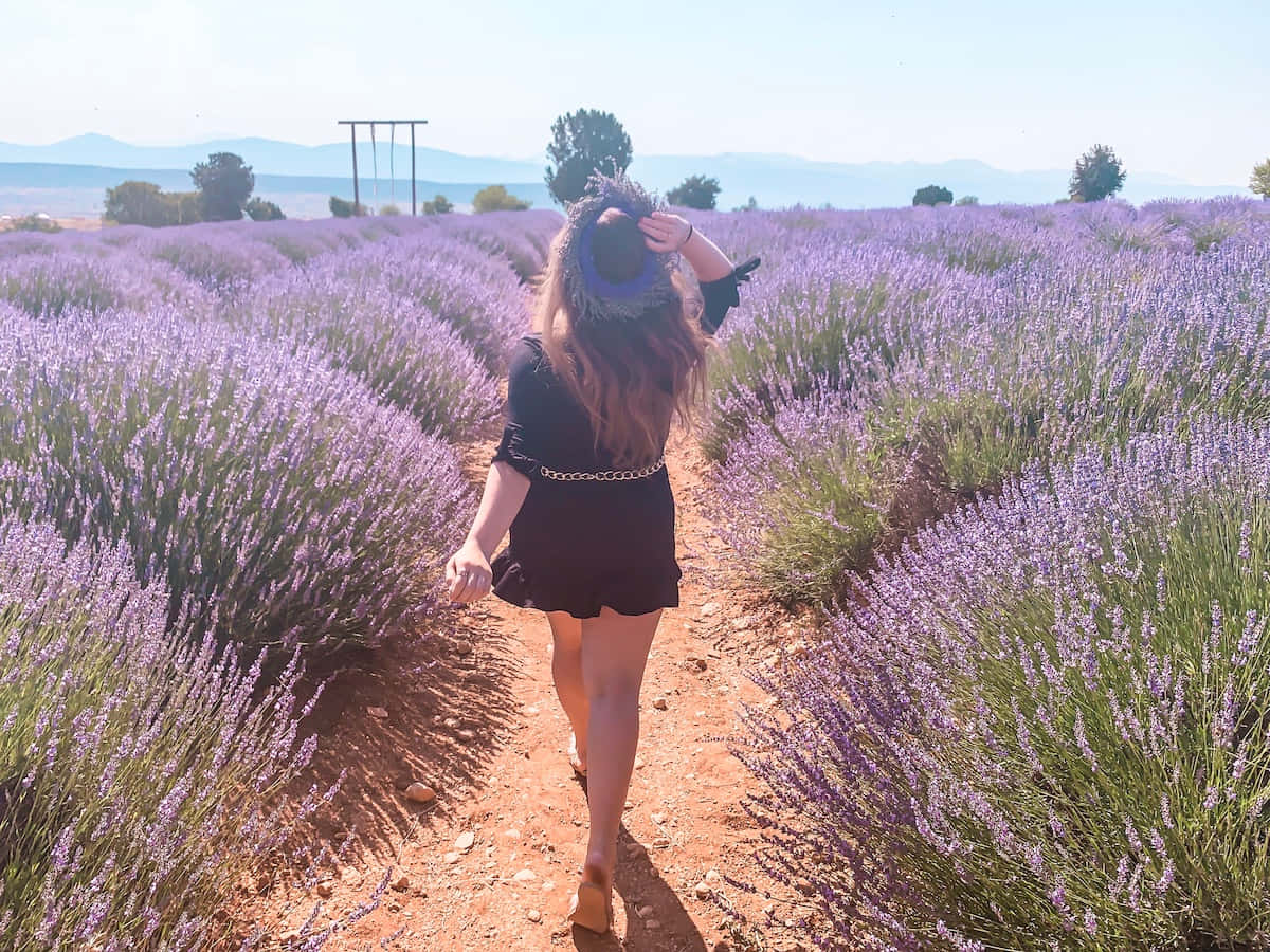 Lavender Field 桌布 壁紙 — 一位身穿黑色連衣裙的女性赤腳走過陽光明媚的薰衣草田，遠處有山巒。