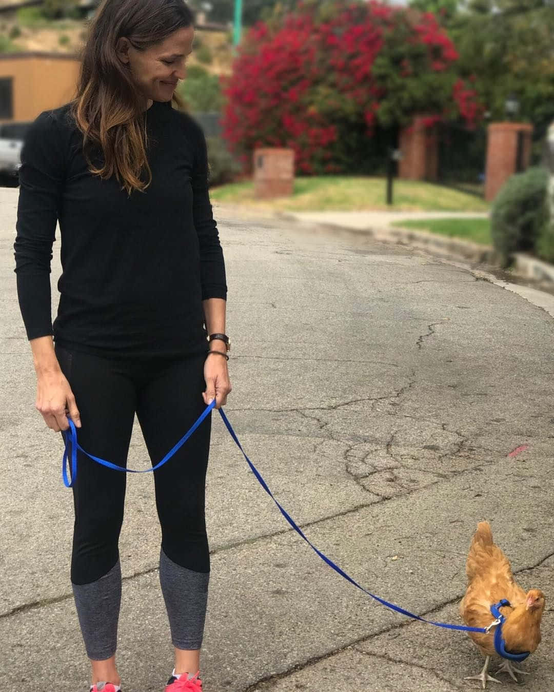 動物 桌布 壁紙 — 一位身穿黑色運動服的女士微笑著，用藍色牽繩帶著一隻雞走在裂開的郊區街道上。