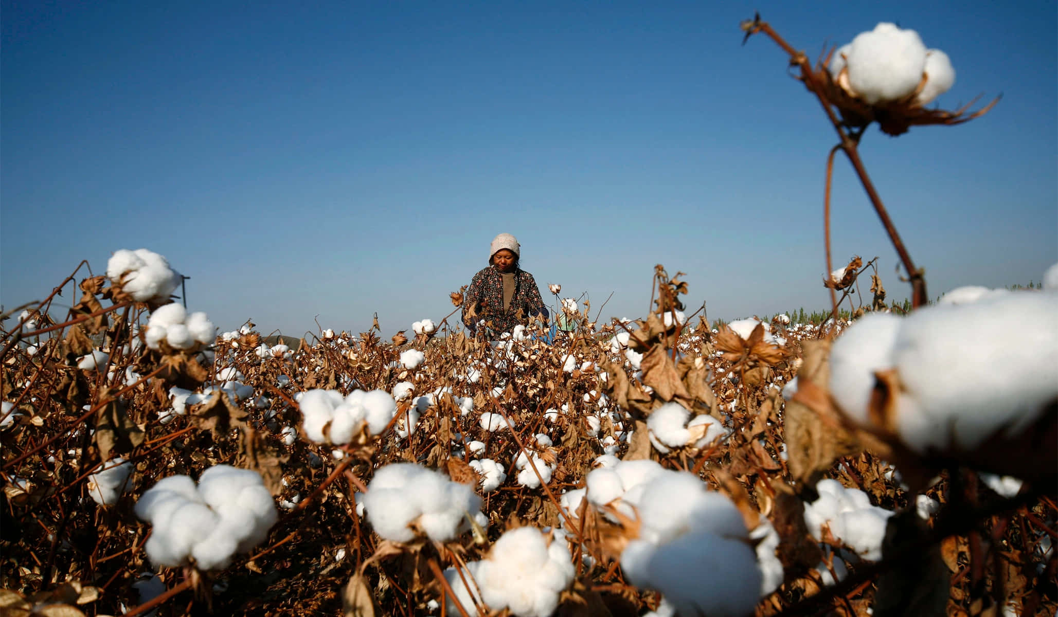 Cotton Field 桌布 壁紙 — 一位農夫在晴朗的藍天下走過一片廣闊的白色棉花田。