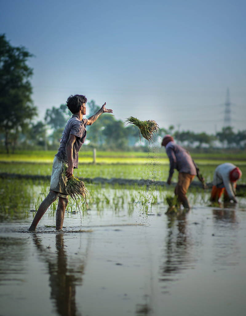 Working 桌布 壁紙 — 一位農夫將水稻秧苗拋入水田，其他人在晴朗的藍天下在附近工作。