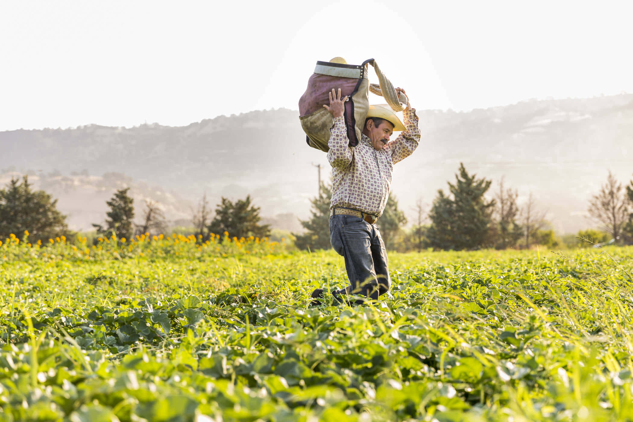 Organic Farming 桌布 壁紙 — 一位農夫頭頂著一個沉重的麻袋，平衡地走過陽光明媚、遠處有山丘的綠色田野。