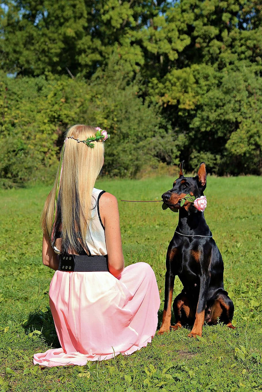 Dog And Girl 桌布 壁紙 — 一位金髮女子穿著粉紅色連衣裙坐在草地上，一隻杜賓犬嘴裡叼著玫瑰，在明亮的陽光下。