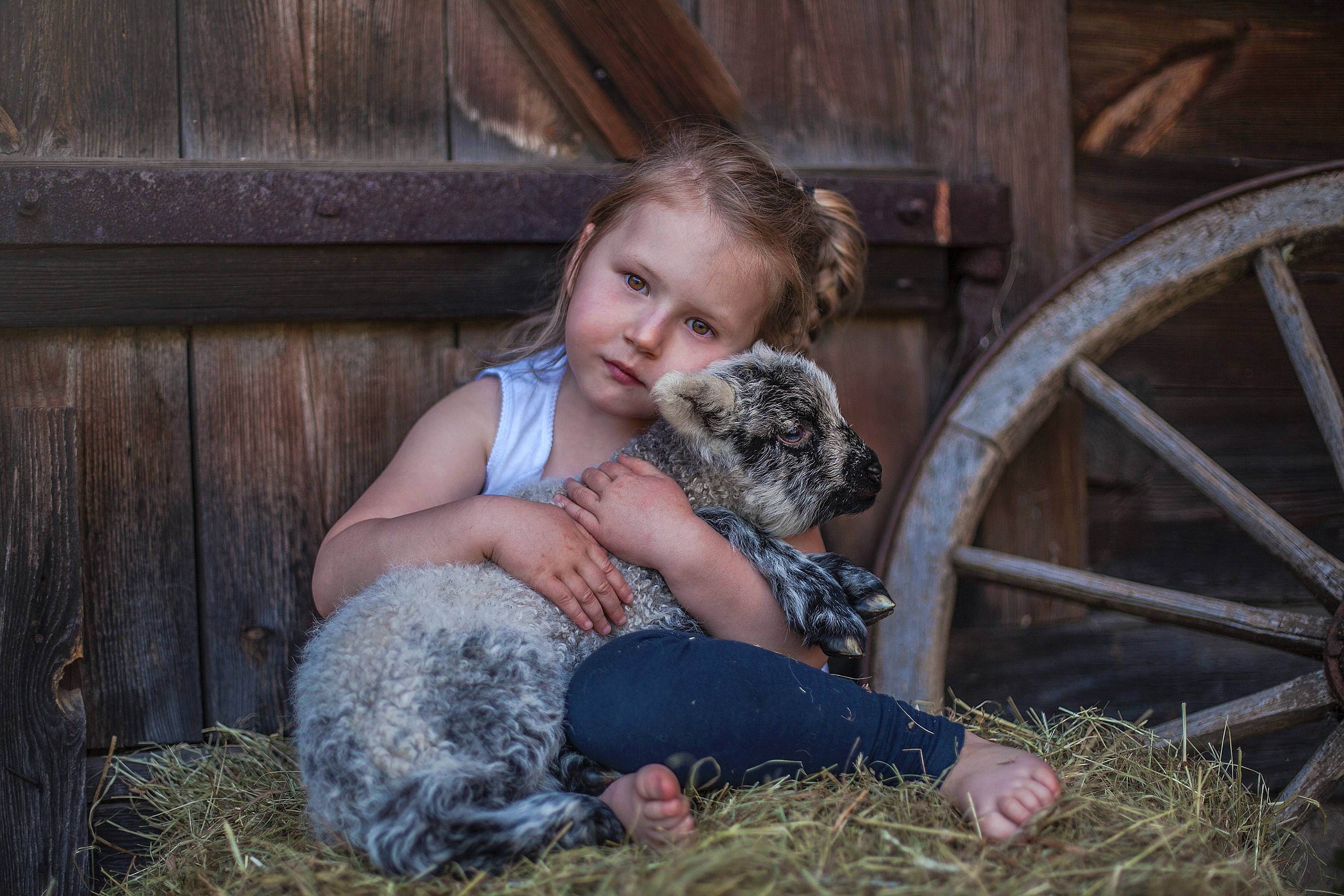 Sheep 桌布 壁紙 — 一位金髮小女孩赤腳坐在乾草上，懷裡抱著一隻毛茸茸的灰色小羊，背景是質樸的木製穀倉牆壁和馬車輪。
