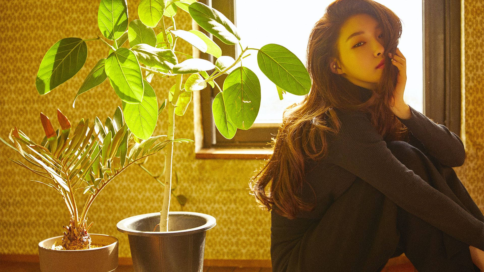 Chungha 桌布 壁紙 — 一位長髮女性坐在窗邊，沐浴在金色陽光中，旁邊有兩盆盆栽，背景是質感黃色牆壁。
