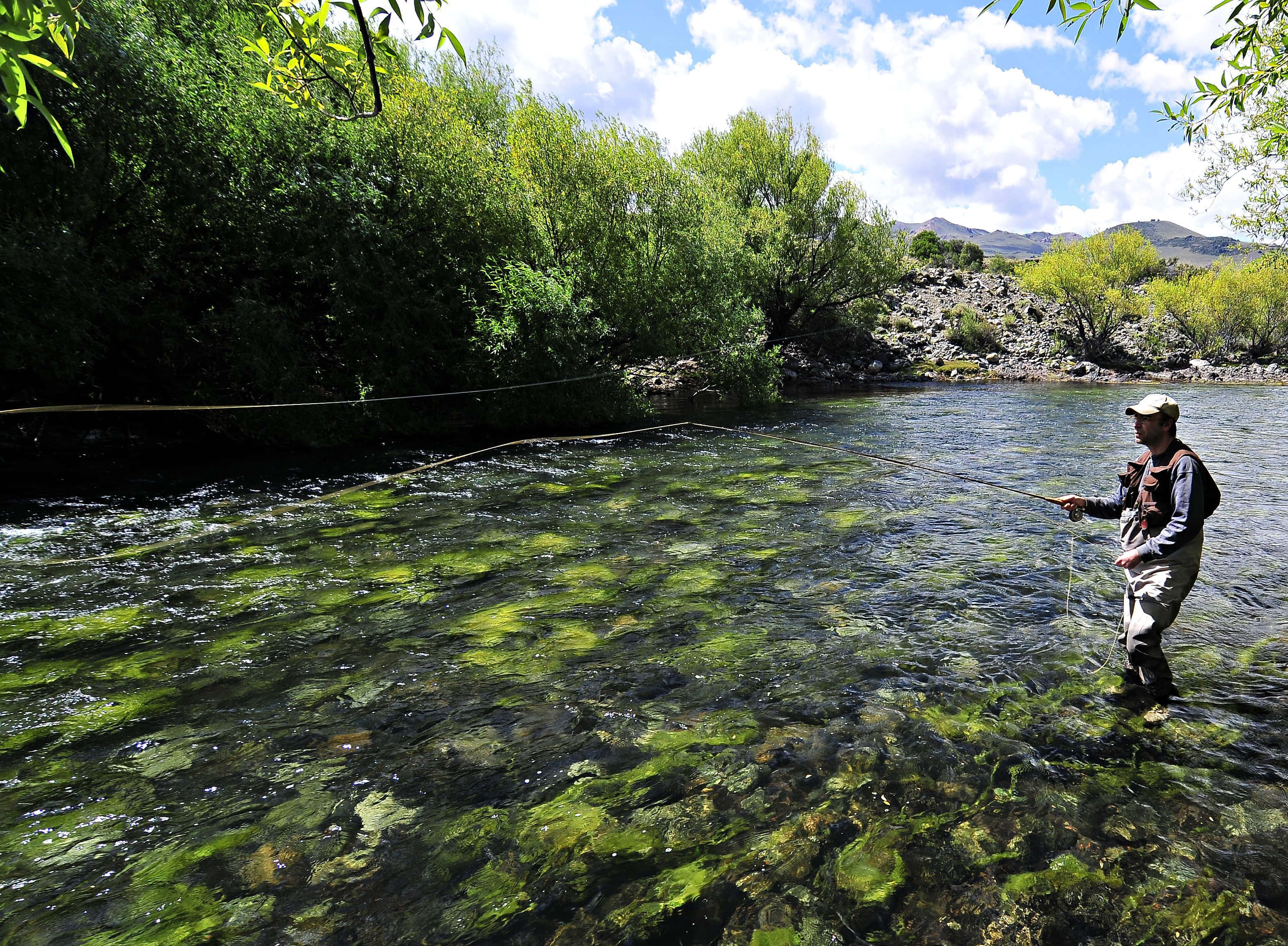 Fly Fishing 桌布 壁紙 — 一位飛蠅釣手在清澈、帶有藻類斑點的水域中拋線，四周是茂密的綠樹，上方是明亮的藍天。