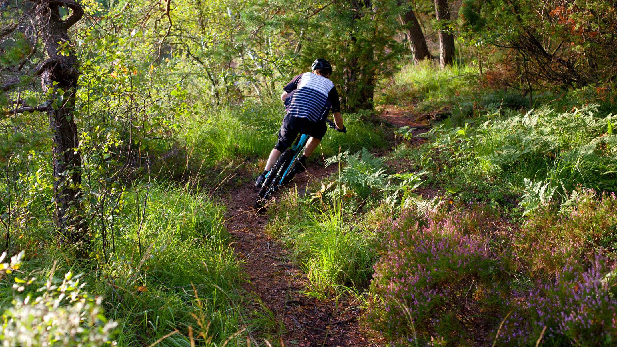 Mountain Bike 桌布 壁紙 — 一位騎自行車的人在斑駁的陽光下，沿著一條狹窄的森林小徑上坡，周圍是茂密的綠色蕨類植物和紫色石楠花。