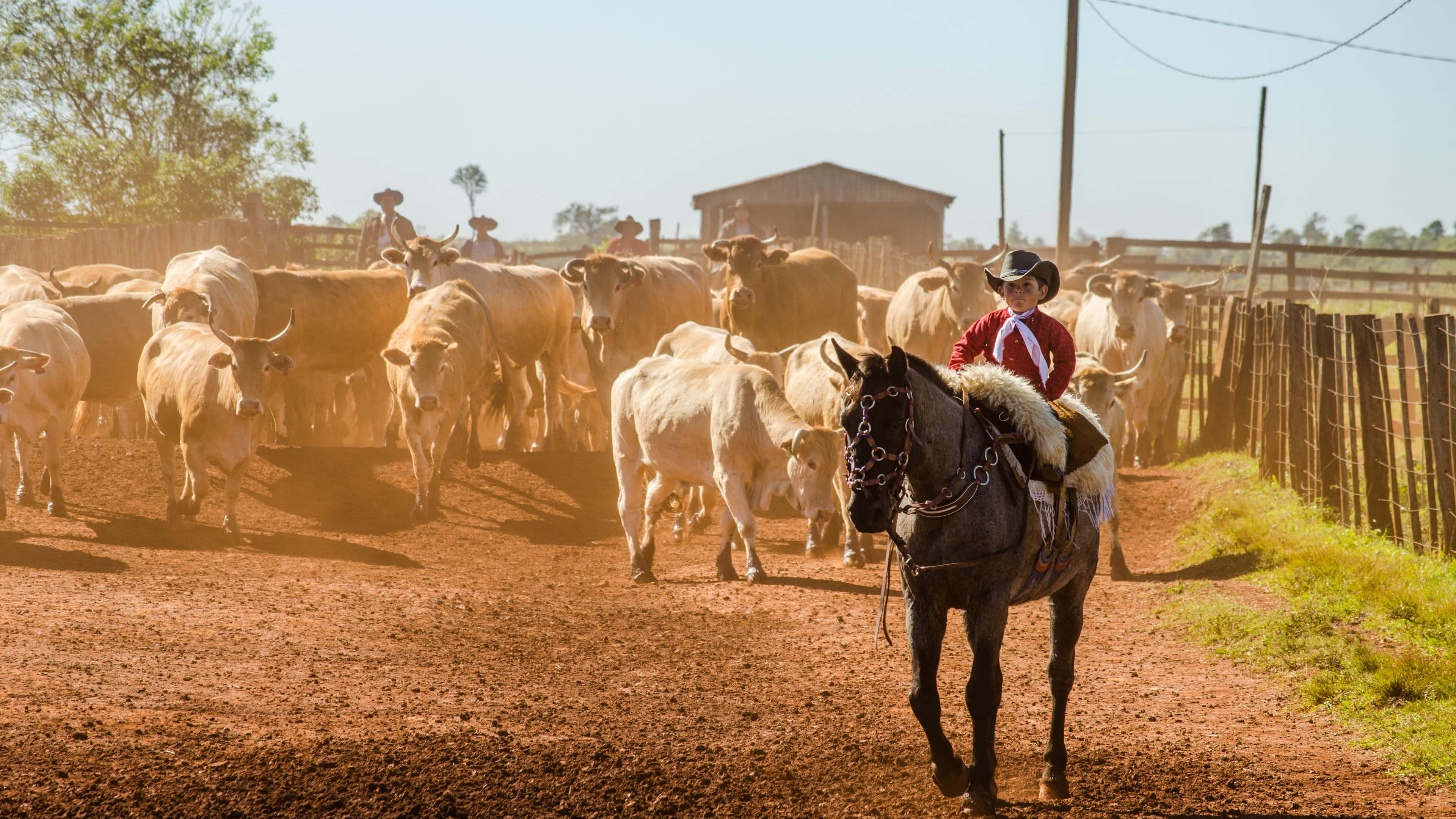 Cowboy 桌布 壁紙 — 一位騎著深色馬的牛仔，在明亮的陽光下，沿著塵土飛揚的鄉村小徑，驅趕一大群淺棕色的牛。