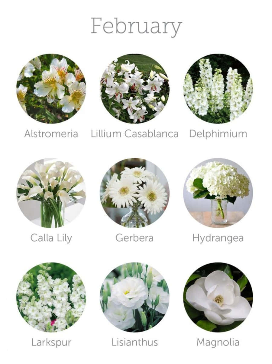 February iPhone 桌布 壁紙 — 一個乾淨的資訊圖表，顯示九種白色開花植物在圓形框架中，上方標有二月。
