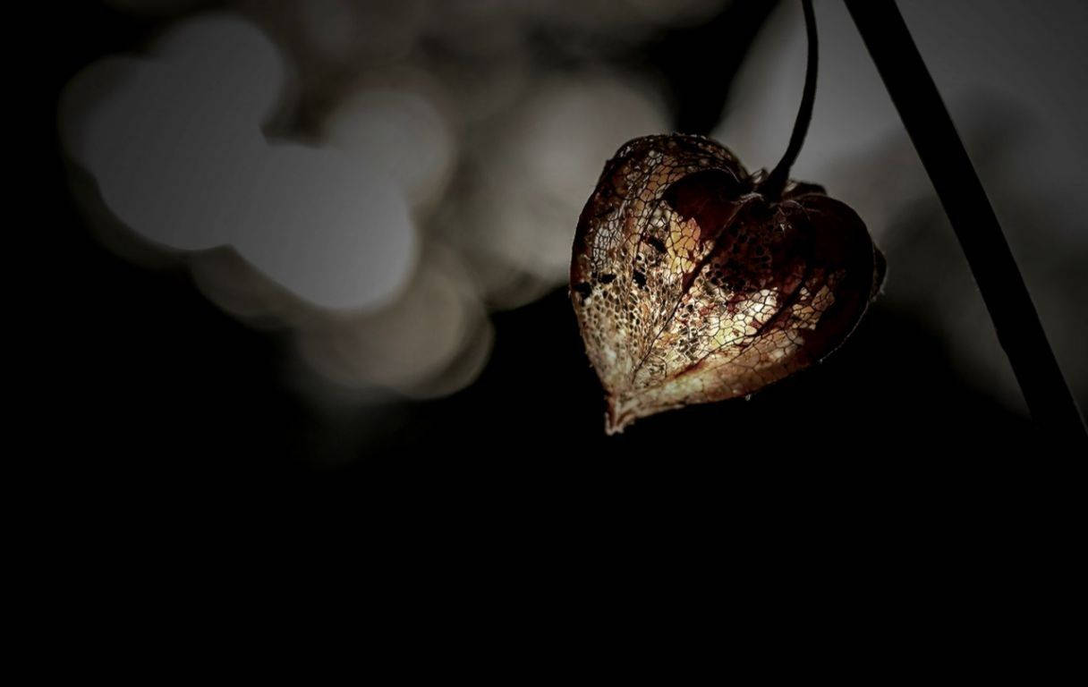 Dark Heart 桌布 壁紙 — 一個乾燥的心形中國燈籠果實懸掛在黑暗背景上，帶有柔和發光的散景燈光。