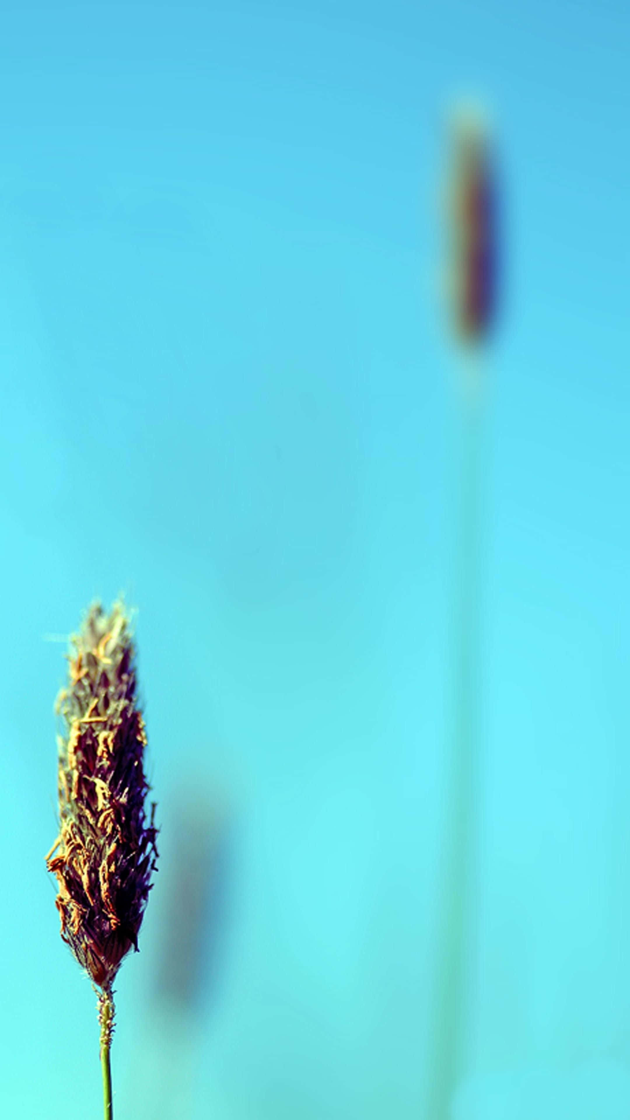 Minimalist Flower Computer 桌布 壁紙 — 一個乾燥的草籽頭在柔和的藍天背景下清晰對焦，後面有模糊的第二根莖。