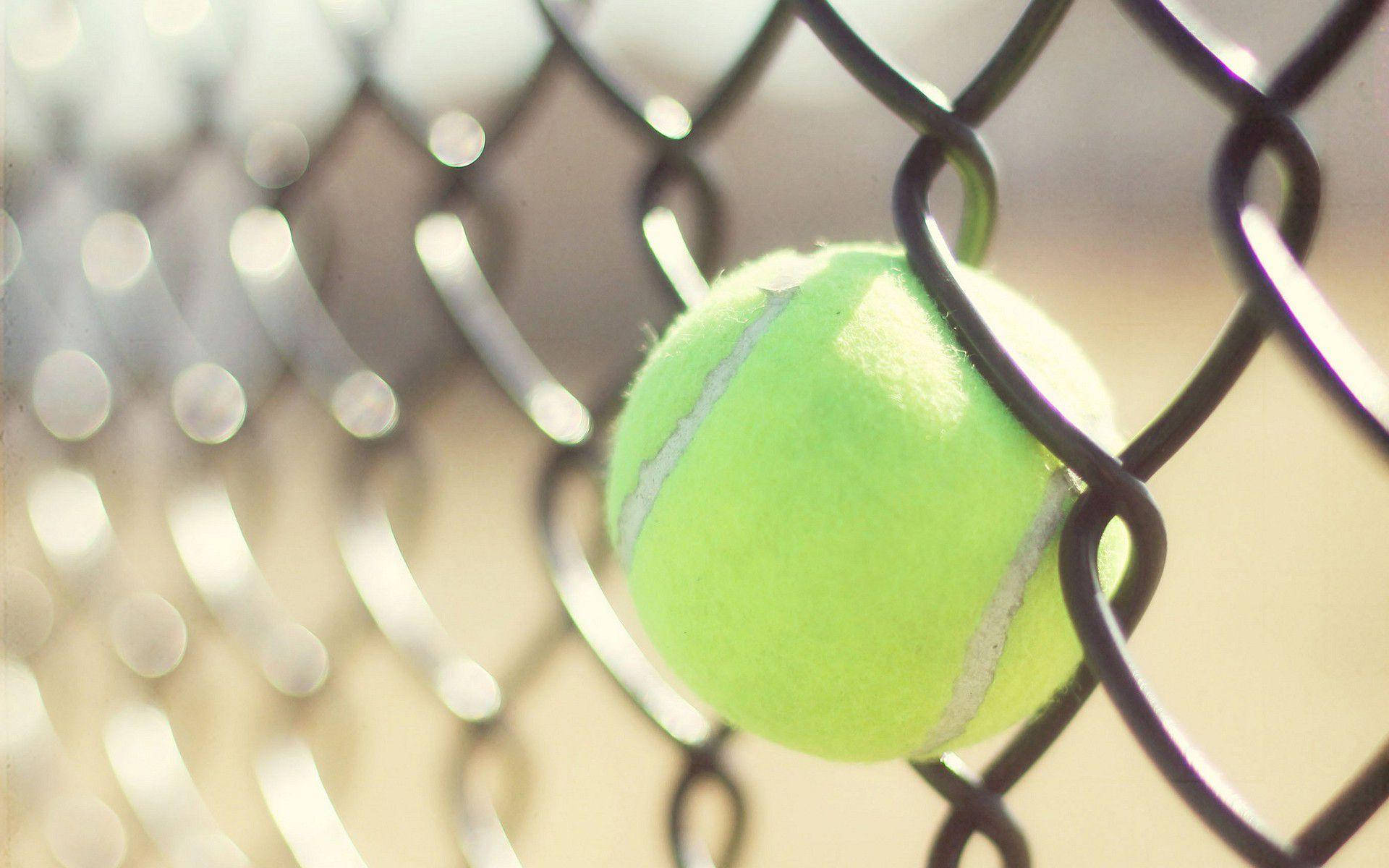 Tennis 桌布 壁紙 — 一個亮綠色的網球靠在黑色鐵絲網上，景深較淺。