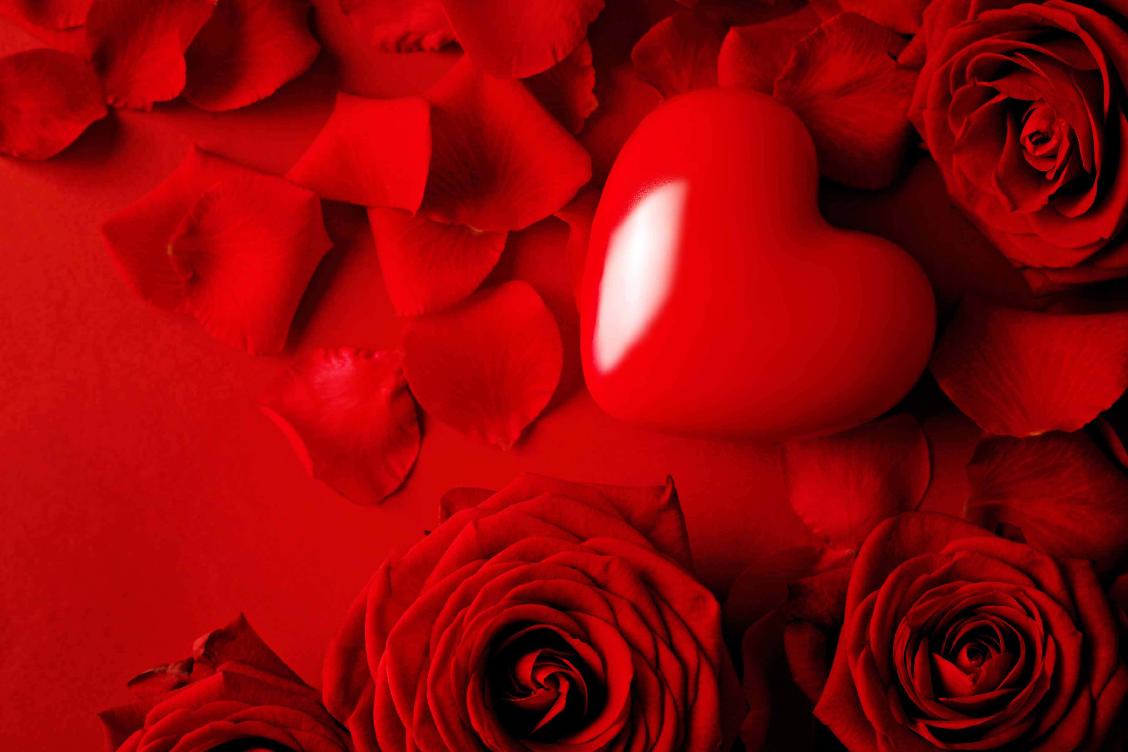 Rose Heart 桌布 壁紙 — 一個亮面紅色心形放在深紅色玫瑰花瓣和花朵之間，置於單色紅色表面上。