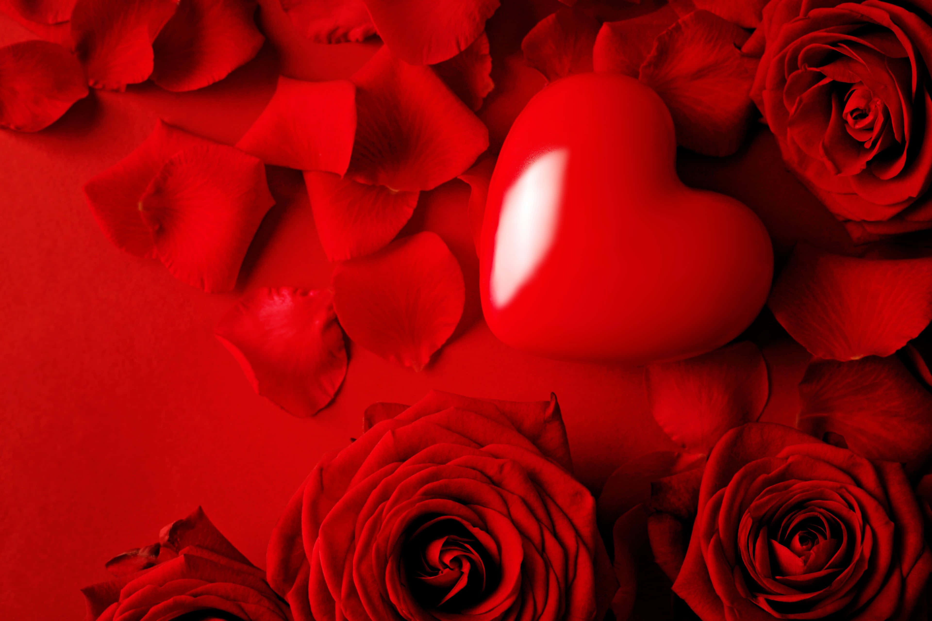 Roses 桌布 壁紙 — 一個亮面紅色心形放在深紅色玫瑰花瓣和花朵之間，置於單色紅色表面上。
