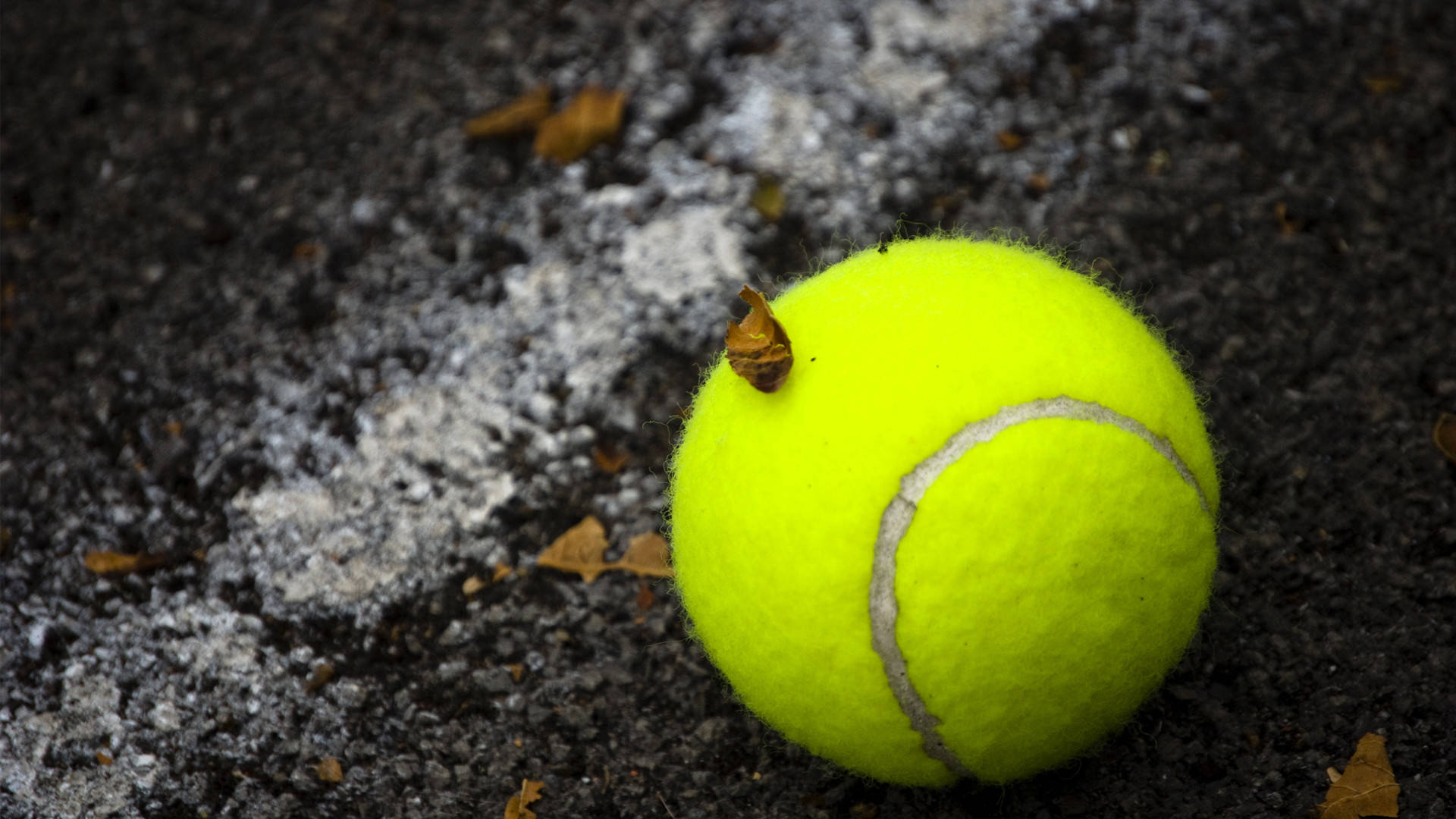 Tennis 桌布 壁紙 — 一個亮黃色的網球放在深色瀝青上，散落著落葉和白色粉筆痕跡。