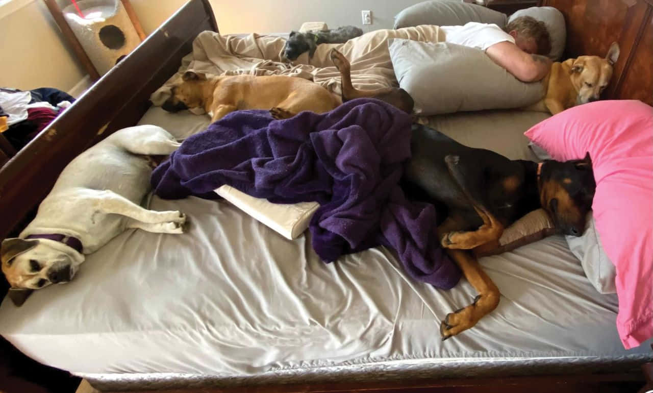 Funny Sleeping 桌布 壁紙 — 一個人和多隻狗在鋪滿毯子和枕頭的凌亂床上平靜地一起睡覺。