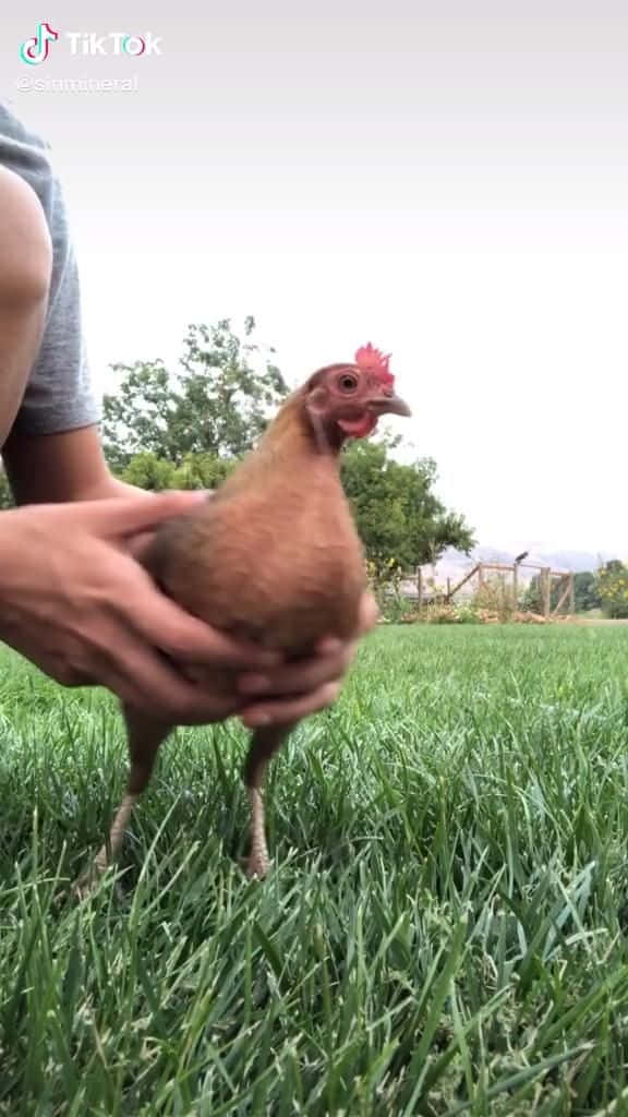 Funny Chicken 桌布 壁紙 — 一個人在多雲的天空下，在茂密的綠色草地上輕輕抱著一隻有紅色雞冠的棕色雞。