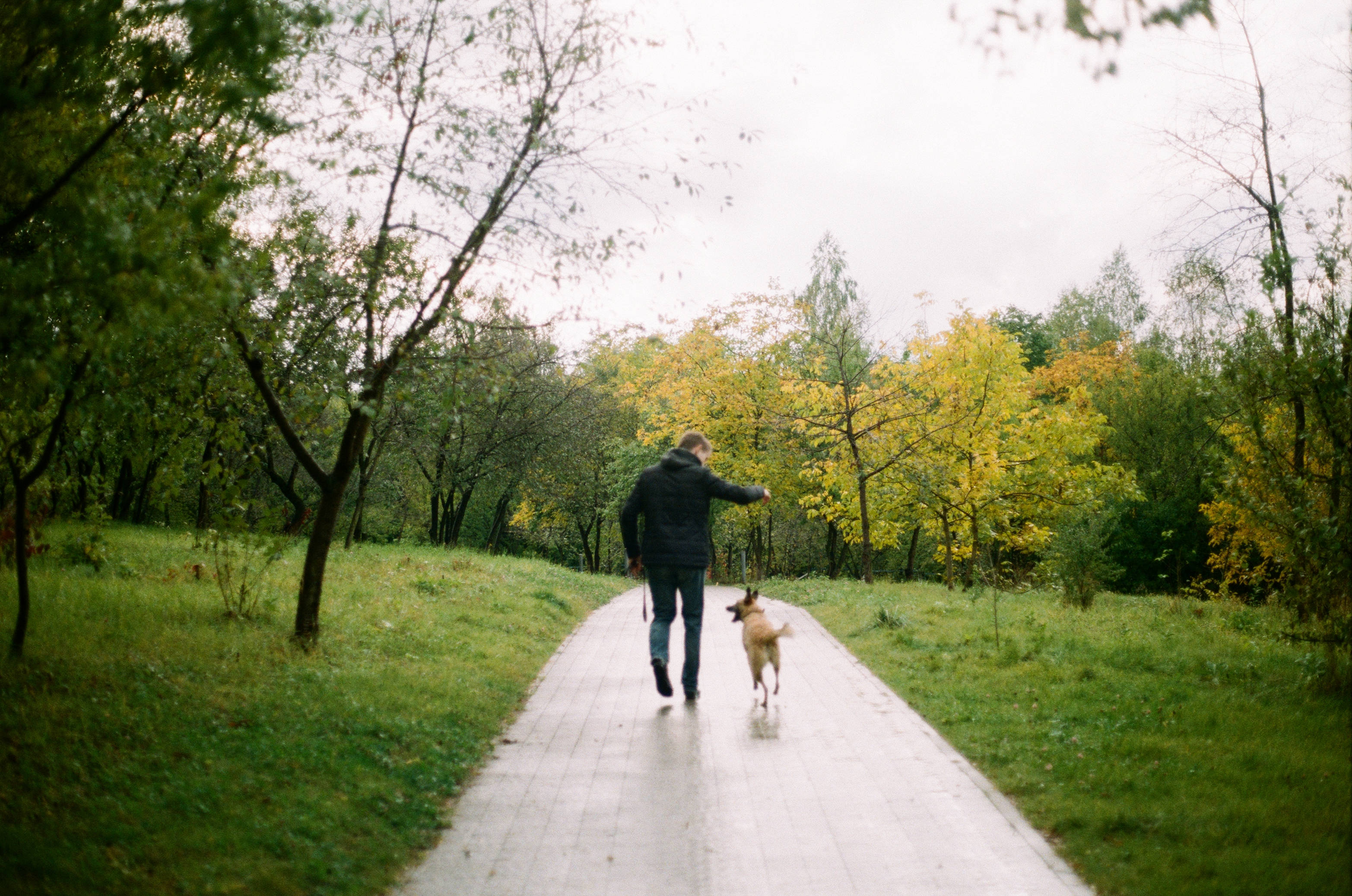 Best Autumn 桌布 壁紙 — 一個人在多雲的天空下，沿著濕漉漉的鋪砌小徑穿過秋樹林，遛狗。