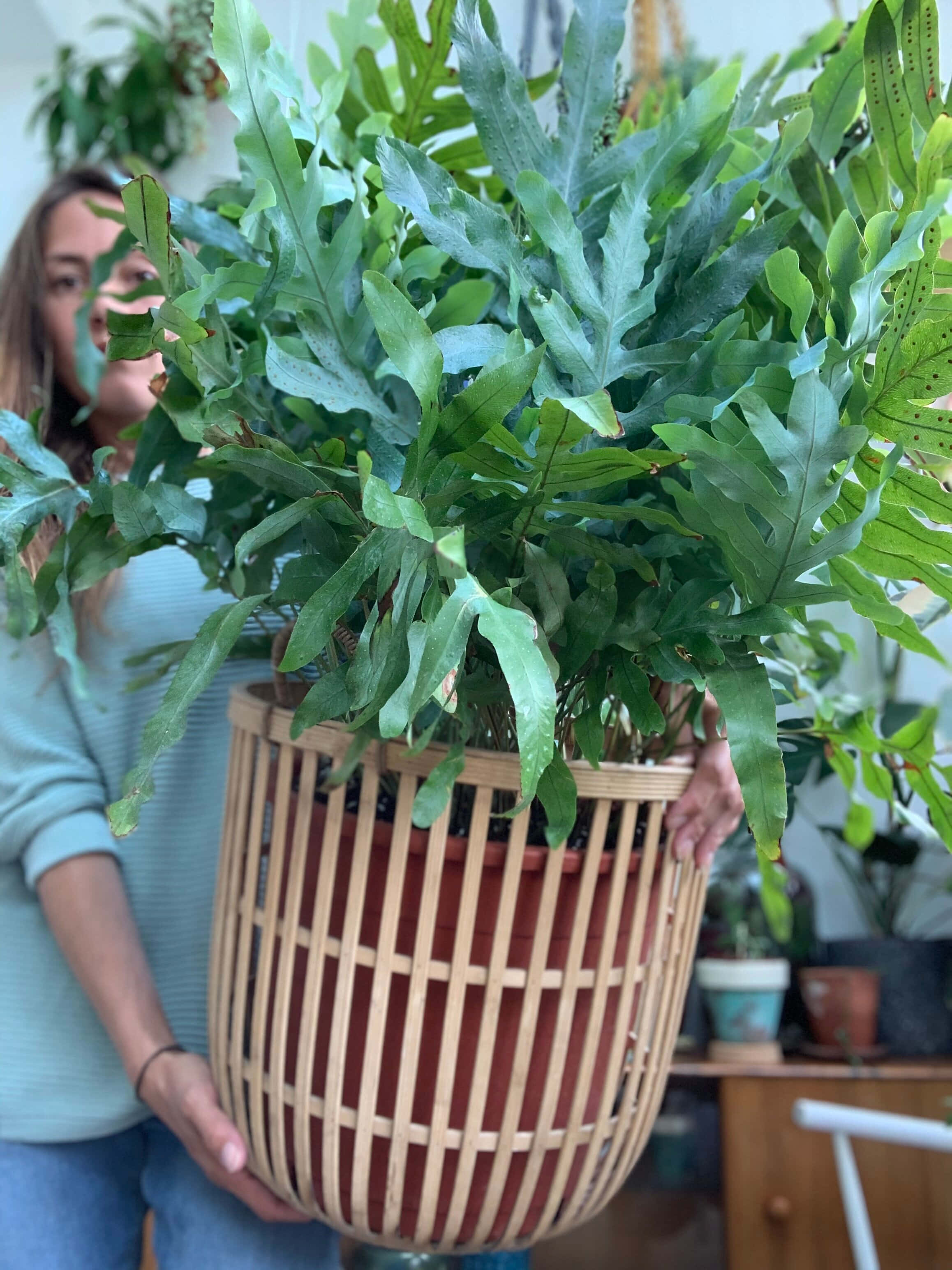 Green Fern 桌布 壁紙 — 一個人在室內手持一個編織竹籃，裡面裝著一株茂盛的大型綠色蕨類植物，周圍還有其他植物。