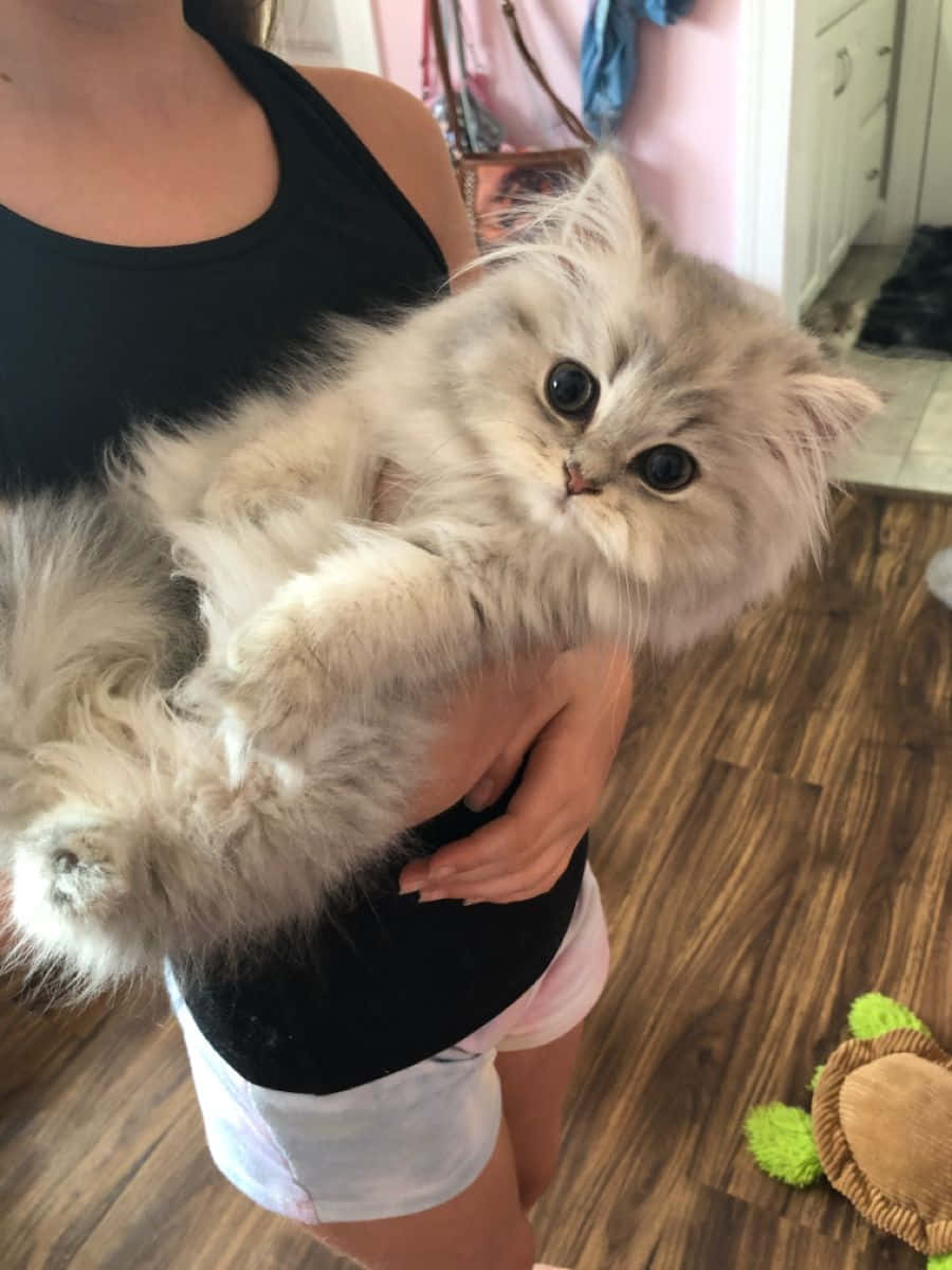 Cute Cat 桌布 壁紙 — 一個人在室內木地板上抱著一隻毛茸茸的奶油色波斯貓，貓咪有又大又黑的眼睛。