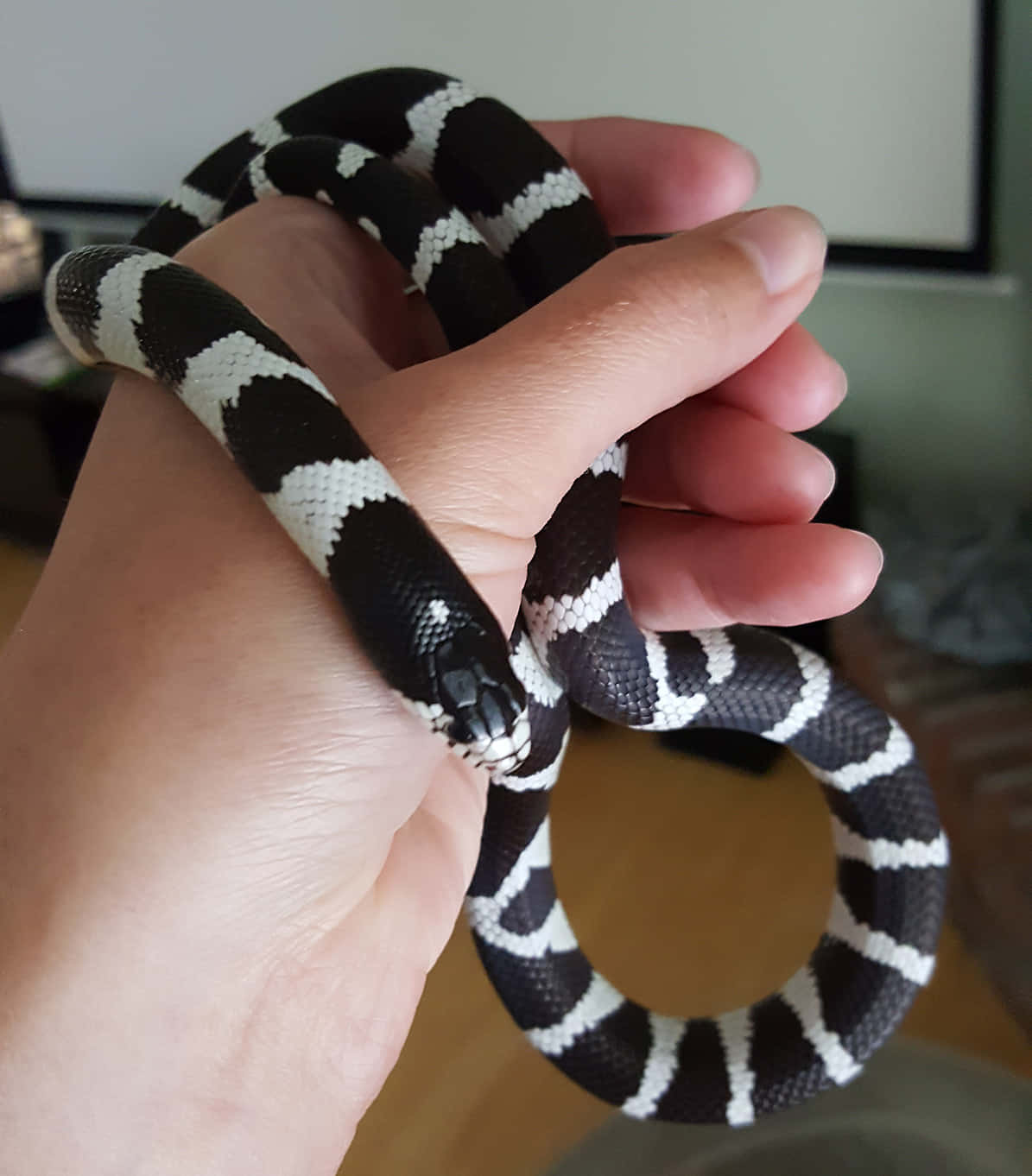 King Snake 桌布 壁紙 — 一個人在室內輕輕地握住一條纏繞在他們手上的黑白條紋蛇。