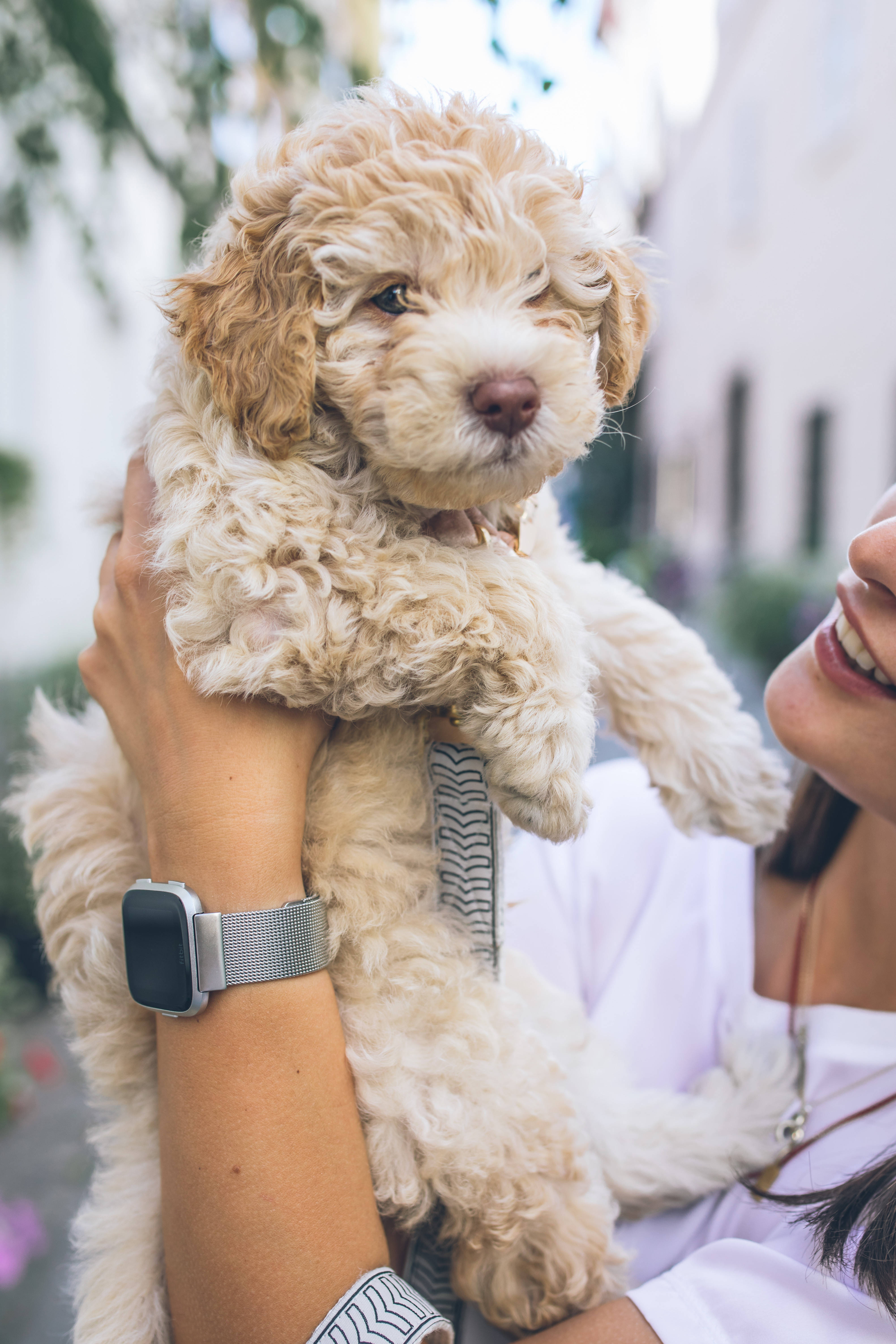 Poodle 桌布 壁紙 — 一個人在戶外微笑，抱著一隻毛茸茸的奶油色小狗，有捲曲的毛髮和粉紅色的鼻子。
