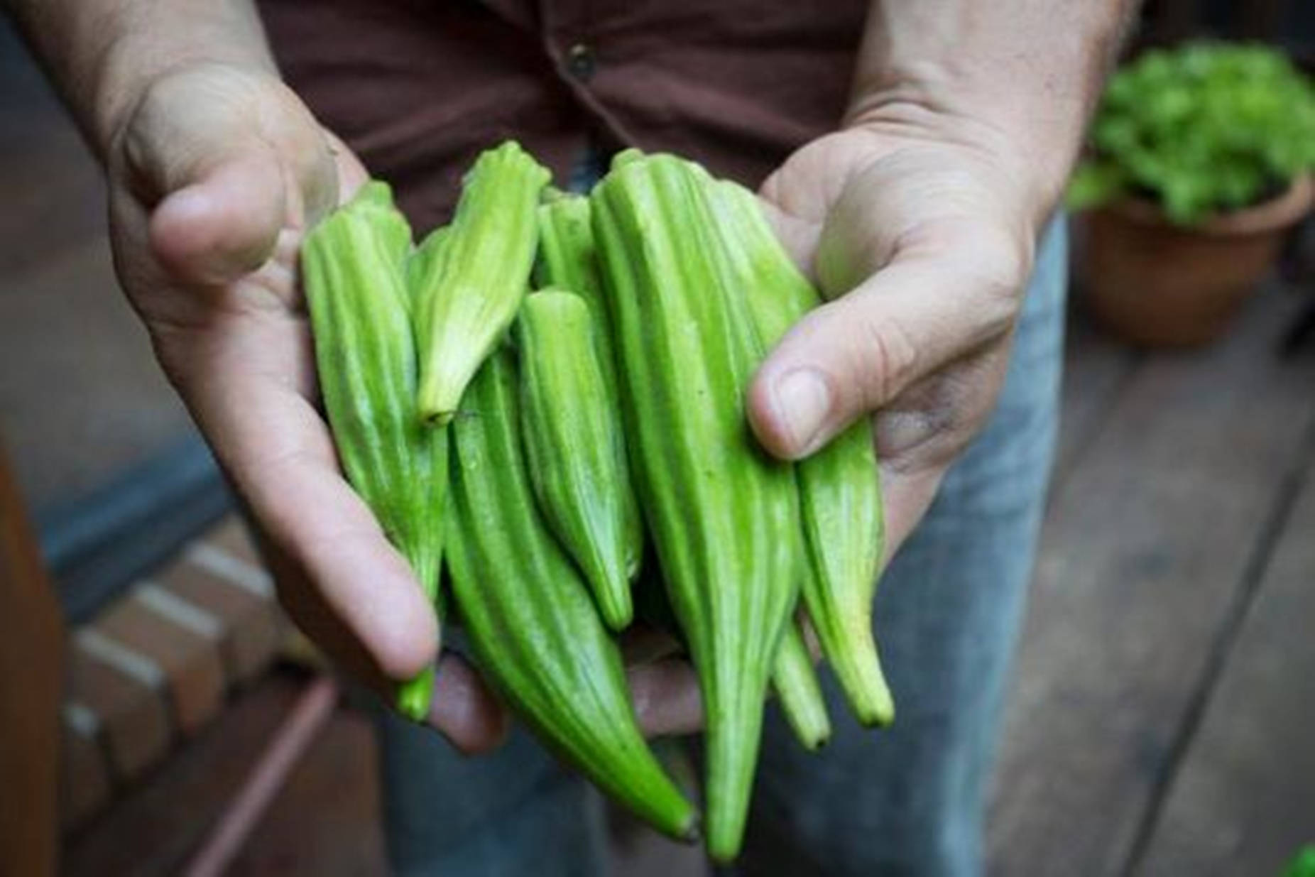 Healthy Food 桌布 壁紙 — 一個人在戶外雙手捧著一把新鮮的翠綠秋葵莢。