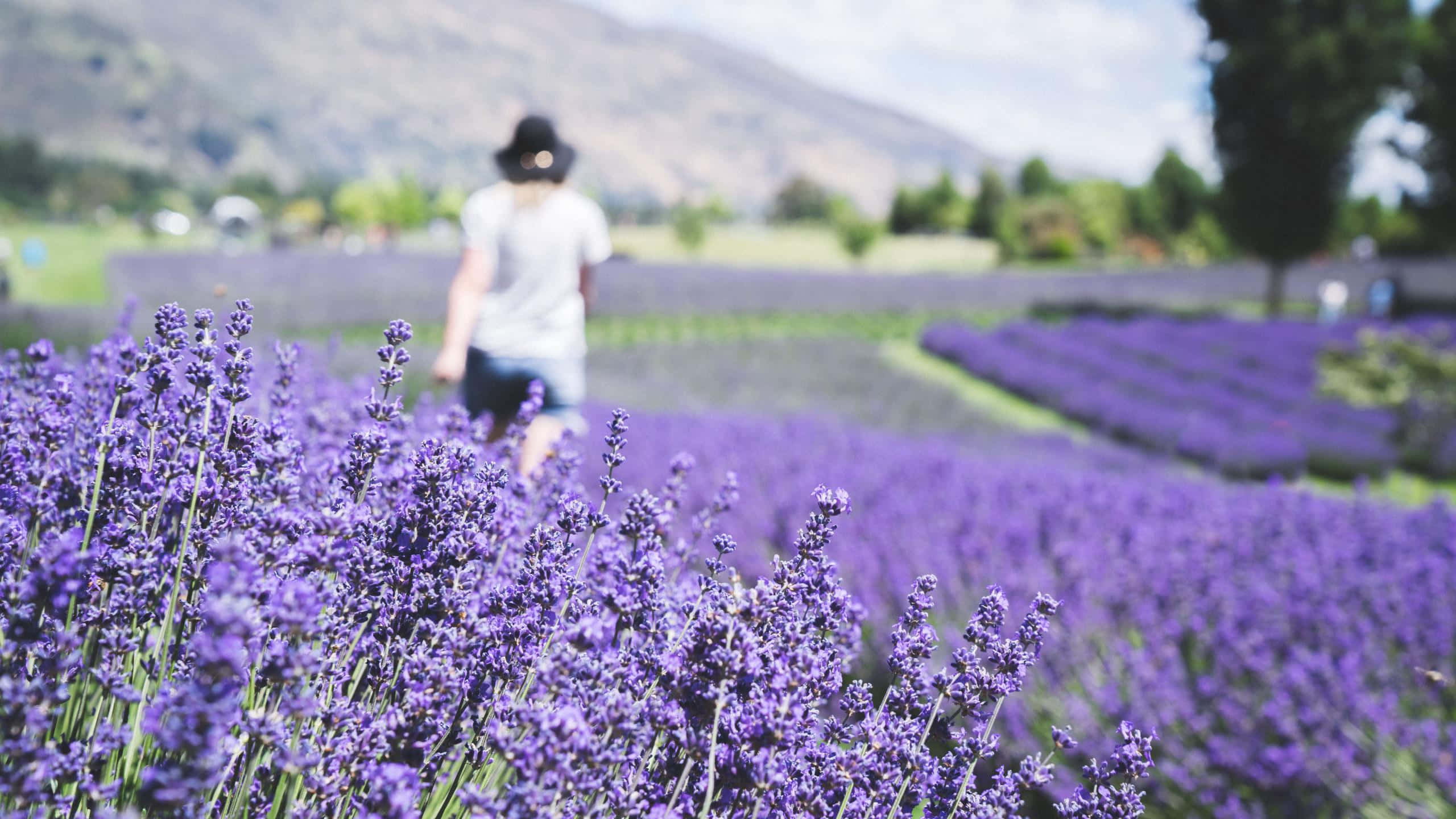 Lavender Field 桌布 壁紙 — 一個人在明亮的天空下，穿過一片廣闊的紫色薰衣草田，遠處有山丘。