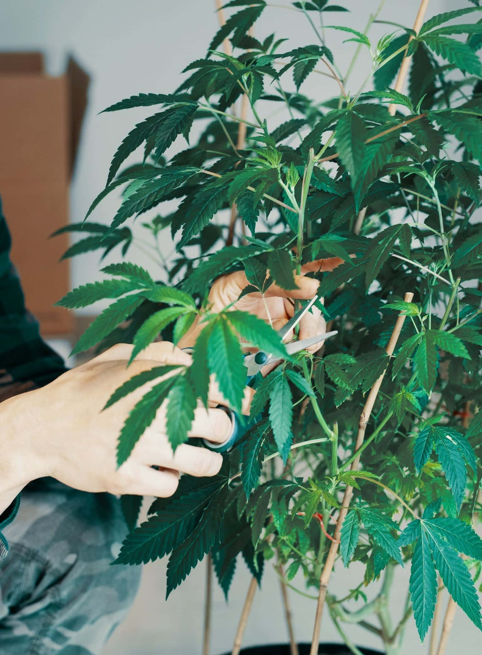 Pot Leaf 桌布 壁紙 — 一個人在明亮的室內環境中用剪刀修剪茂盛的綠色大麻植物。