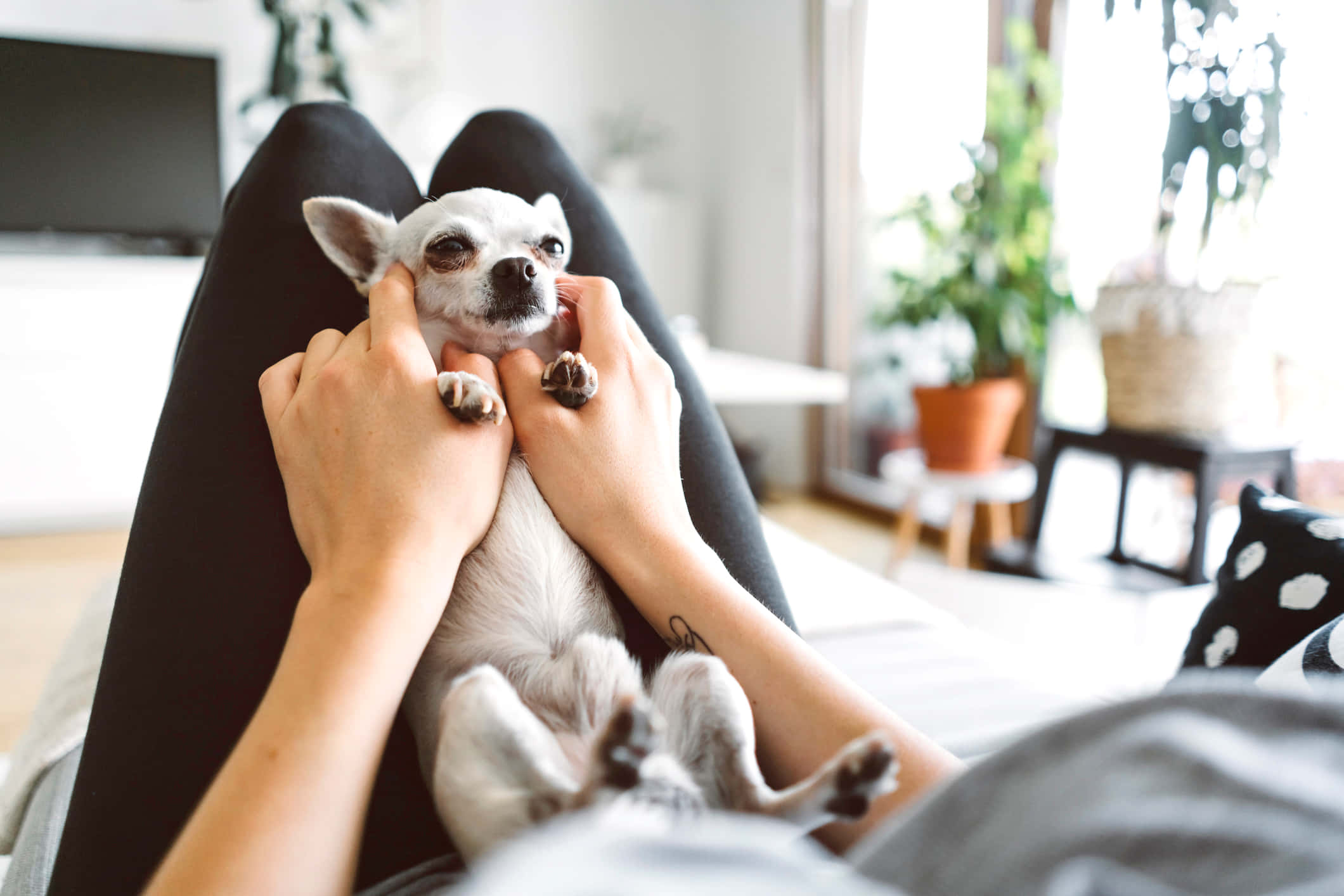 Chihuahua 桌布 壁紙 — 一個人在明亮舒適的客廳裡，懷裡抱著一隻白色小吉娃娃，周圍有植物和柔和自然光。