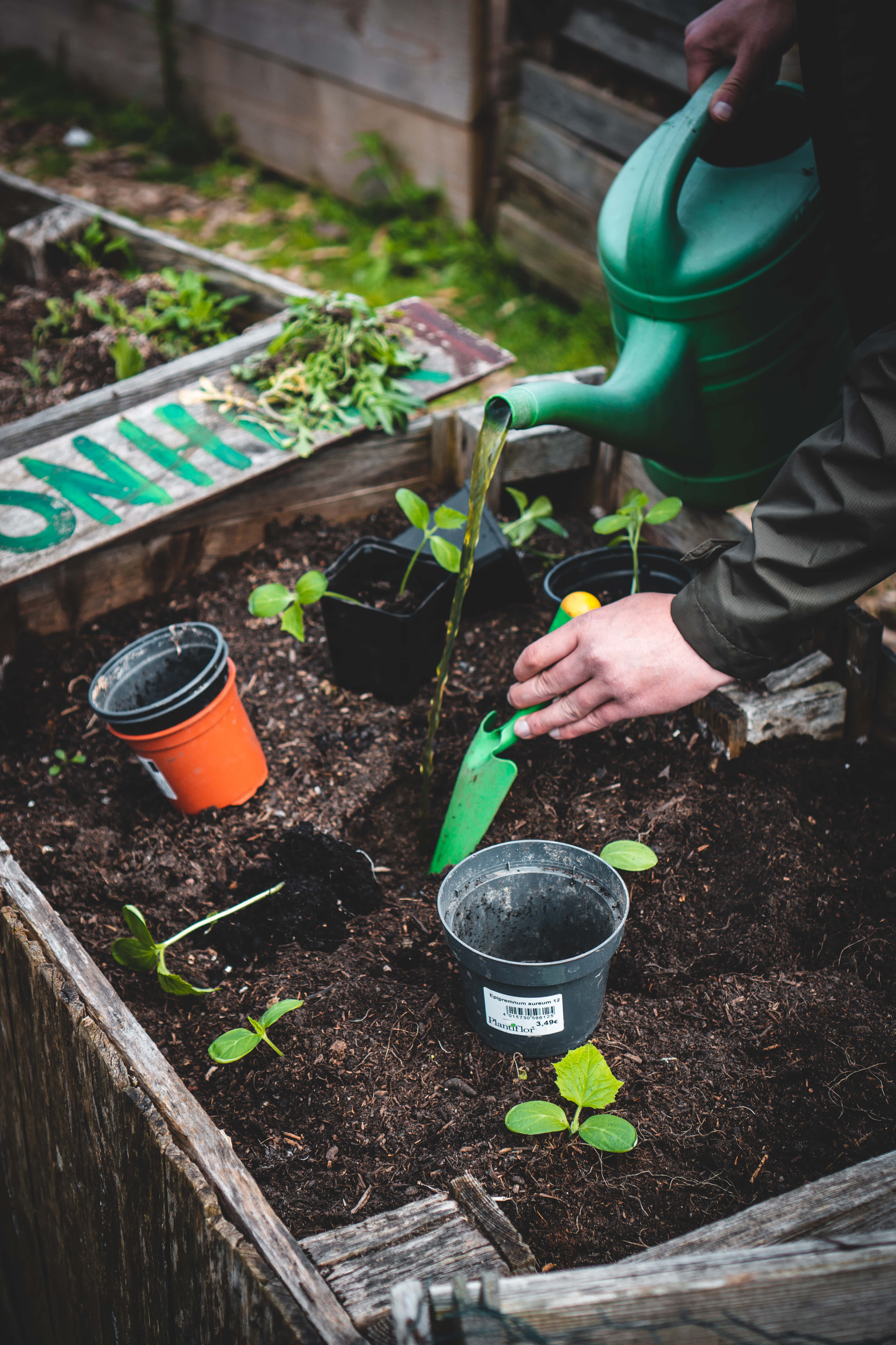 Gardening 桌布 壁紙 — 一個人在木製高架花圃中用綠色澆水壺和小鏟子澆灌幼苗。