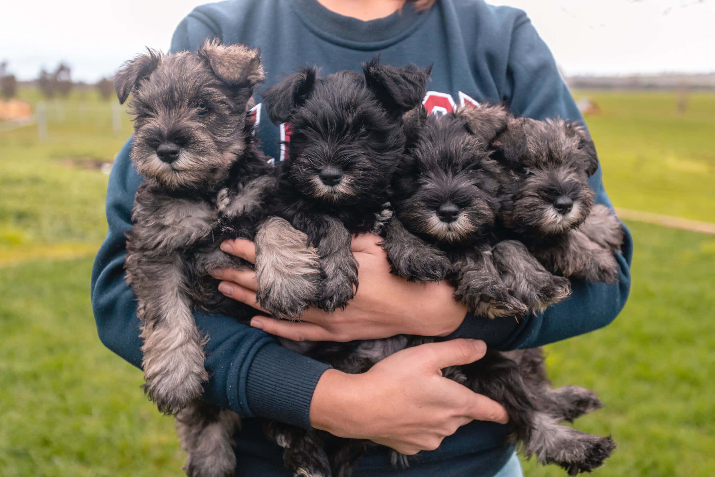 Schnauzer 桌布 壁紙 — 一個人在柔和的日光下，在草地上懷抱四隻毛茸茸的黑色和灰色雪納瑞幼犬。