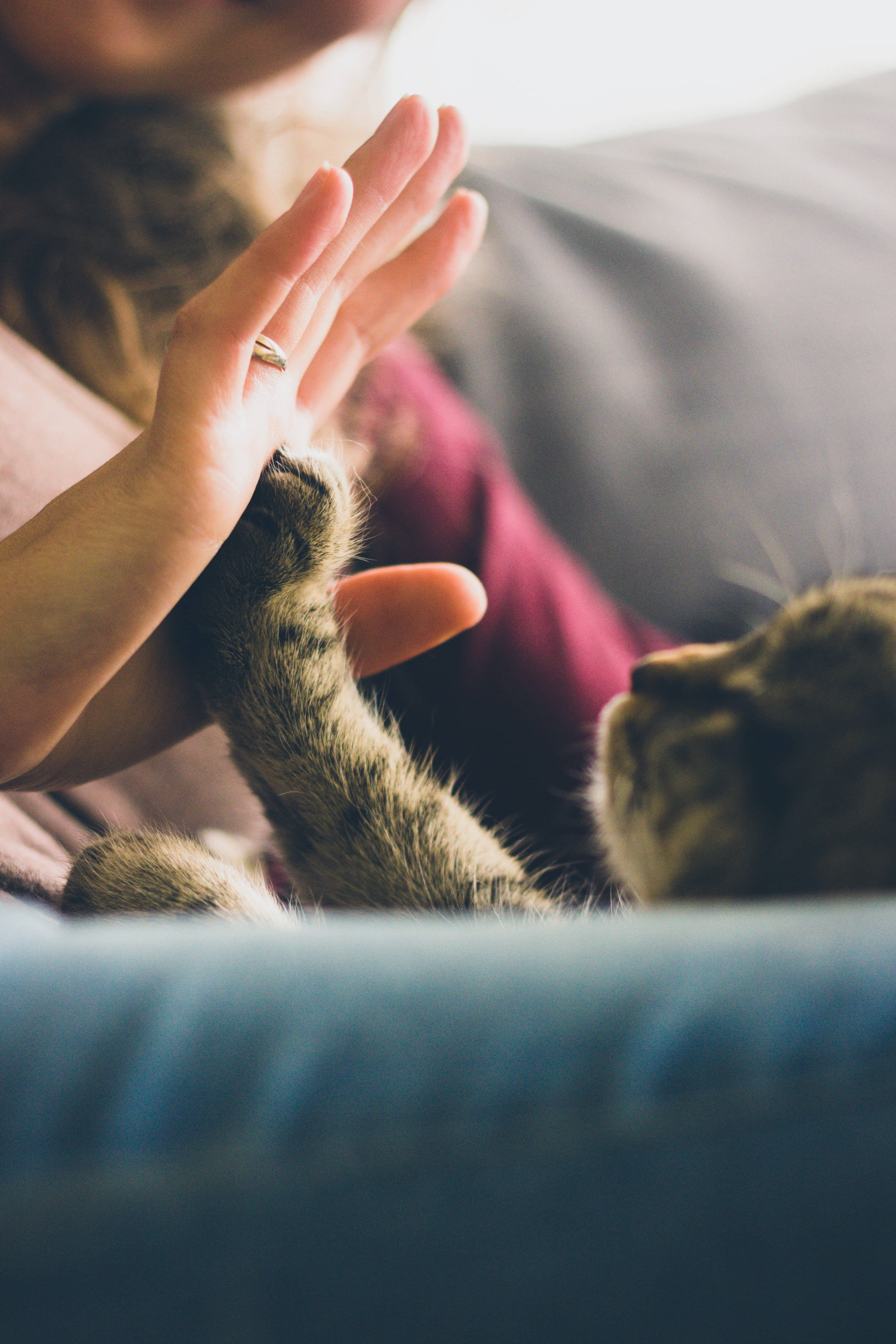 Cute Cat Love 桌布 壁紙 — 一個人在柔和自然光下躺在沙發上，輕輕與虎斑貓的肉球擊掌。