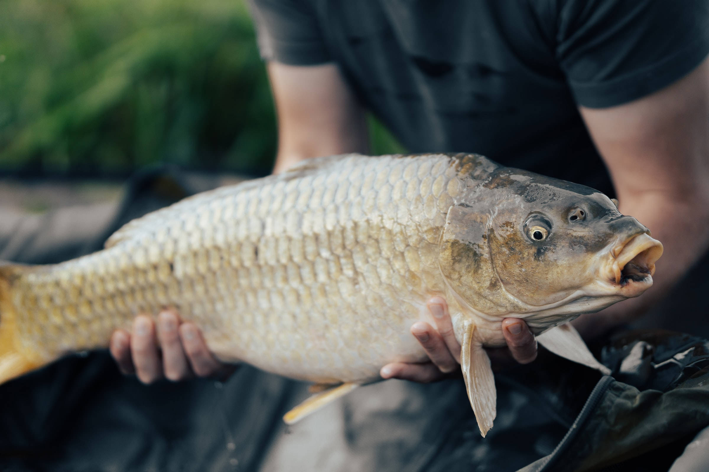 Carp 桌布 壁紙 — 一個人在模糊的綠色背景前，拿著一條有詳細鱗片和張開嘴的大鯉魚。