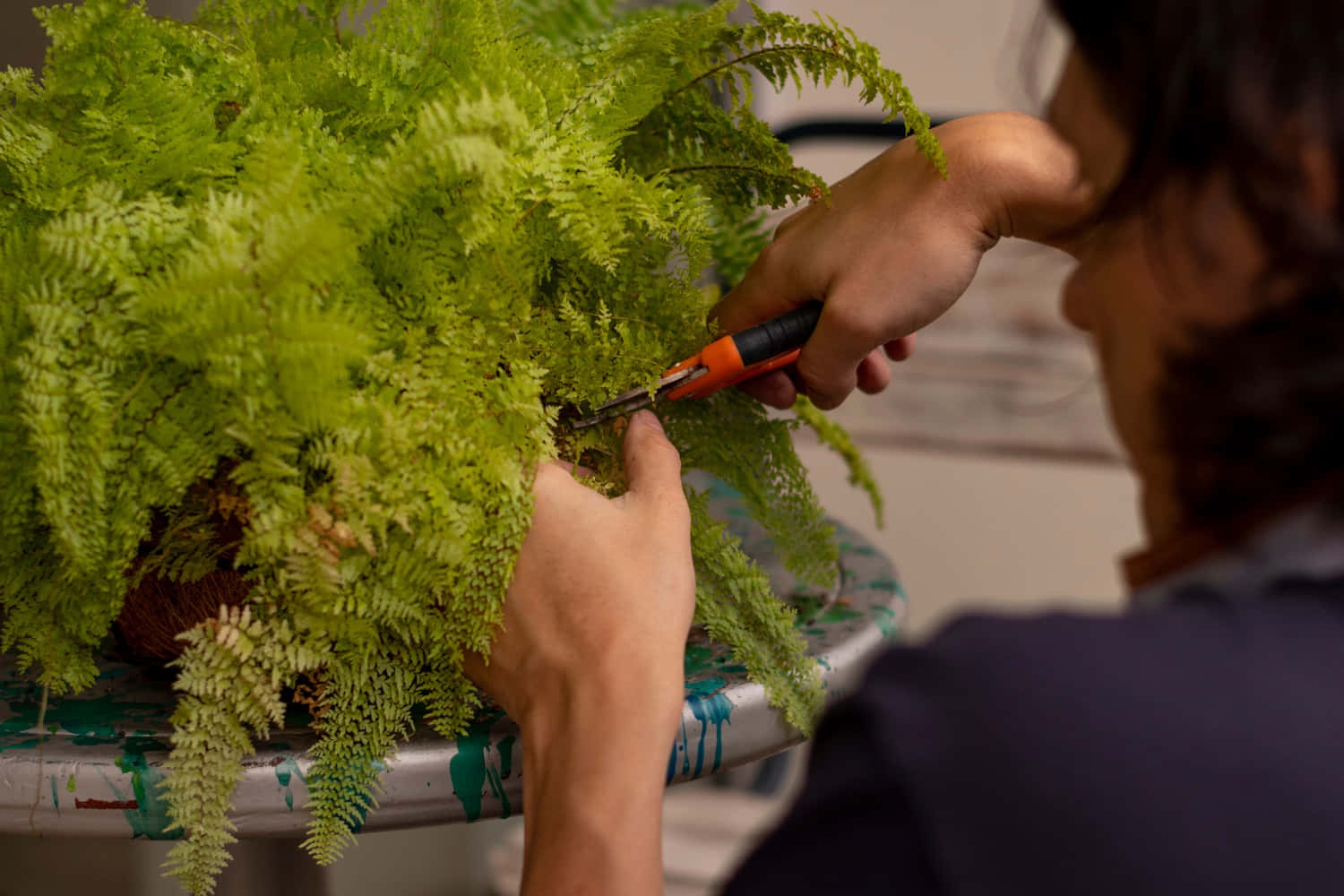 Green Fern 桌布 壁紙 — 一個人在沾滿油漆的桌子上，用橙色手柄的剪刀小心修剪茂盛的綠色蕨類植物。