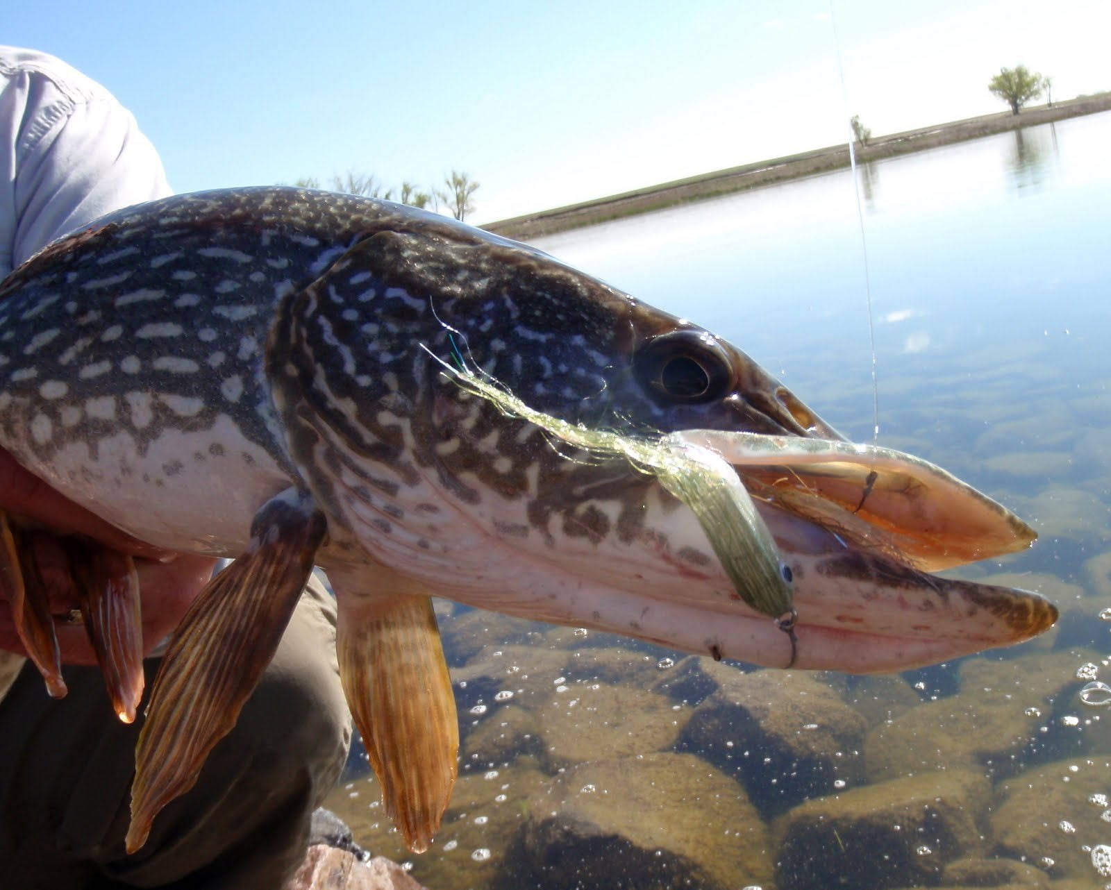 釣魚者在清澈的水面上，拿著一條大斑點狗魚，嘴裡咬著一個假餌。 — 釣魚 GIF 壁紙