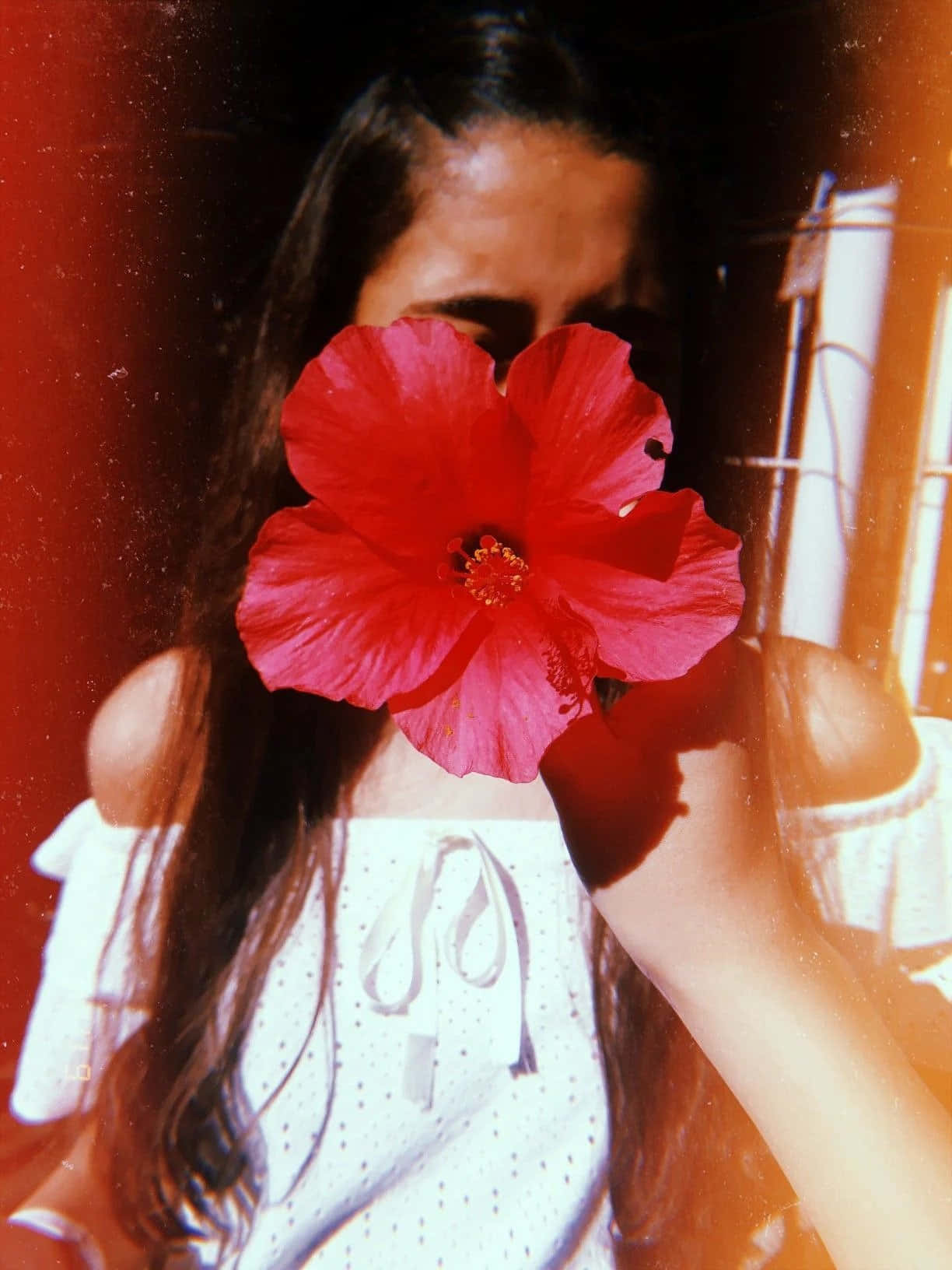 Red Flower Aesthetic 桌布 壁紙 — 一個人在溫暖發光的背景前，將一朵鮮紅色的木芙蓉花舉在臉上。