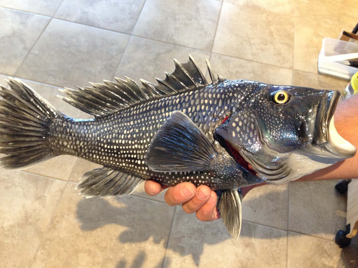 Black Sea Bass 桌布 壁紙 — 一個人在瓷磚地板背景下，拿著一條有尖銳魚鰭和明亮黃色眼睛的大斑點魚。