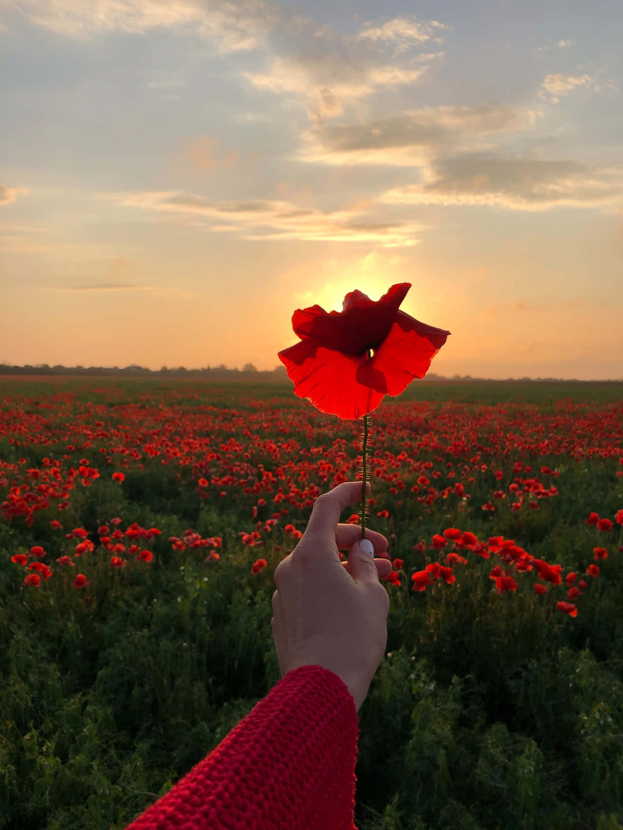 一個人在田野中手持紅花 壁紙