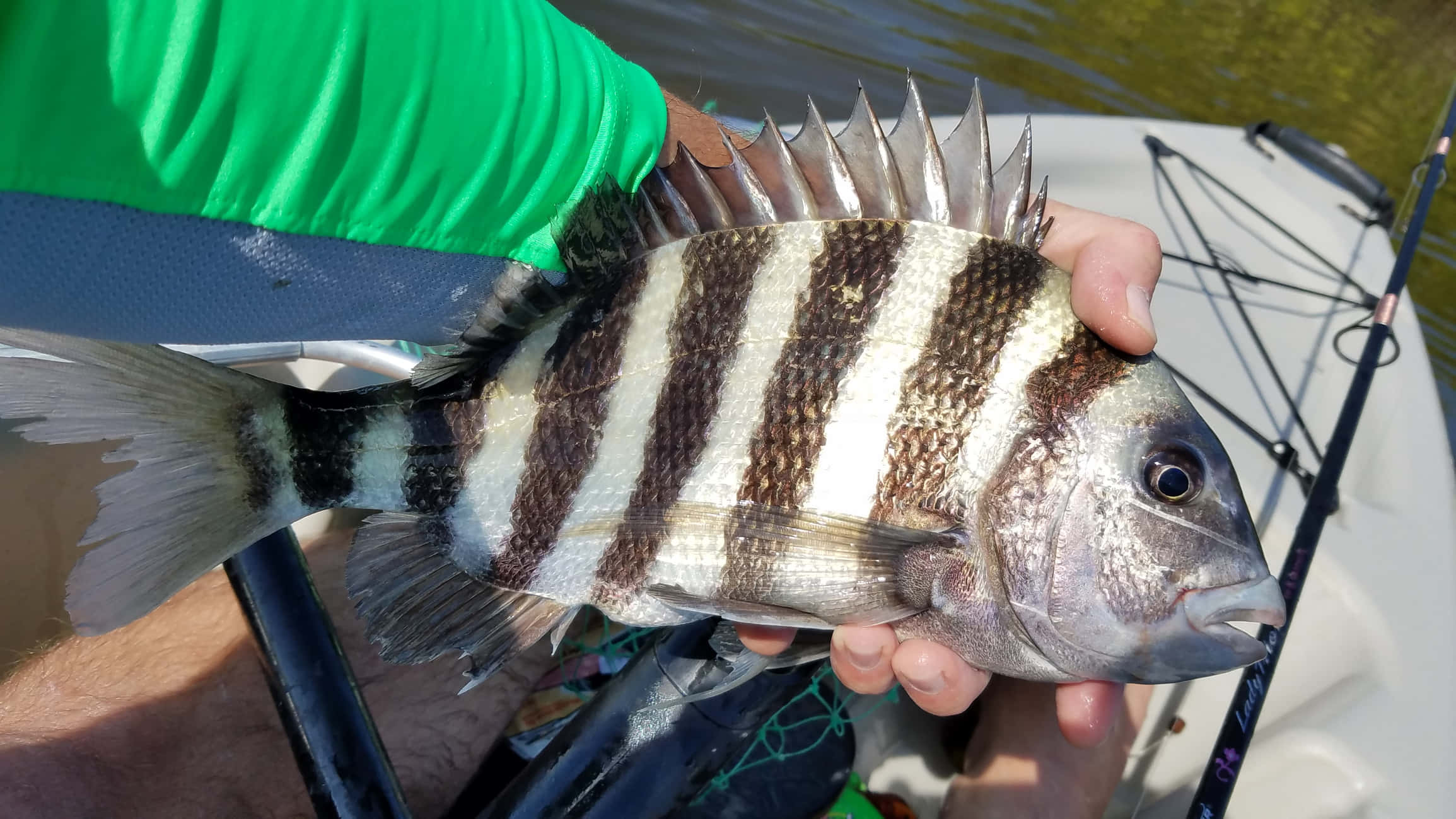 Sheepshead Fish 桌布 壁紙 — 一個人在船上拿著一條有尖刺背鰭的條紋魚，背景中有水和釣魚用具。
