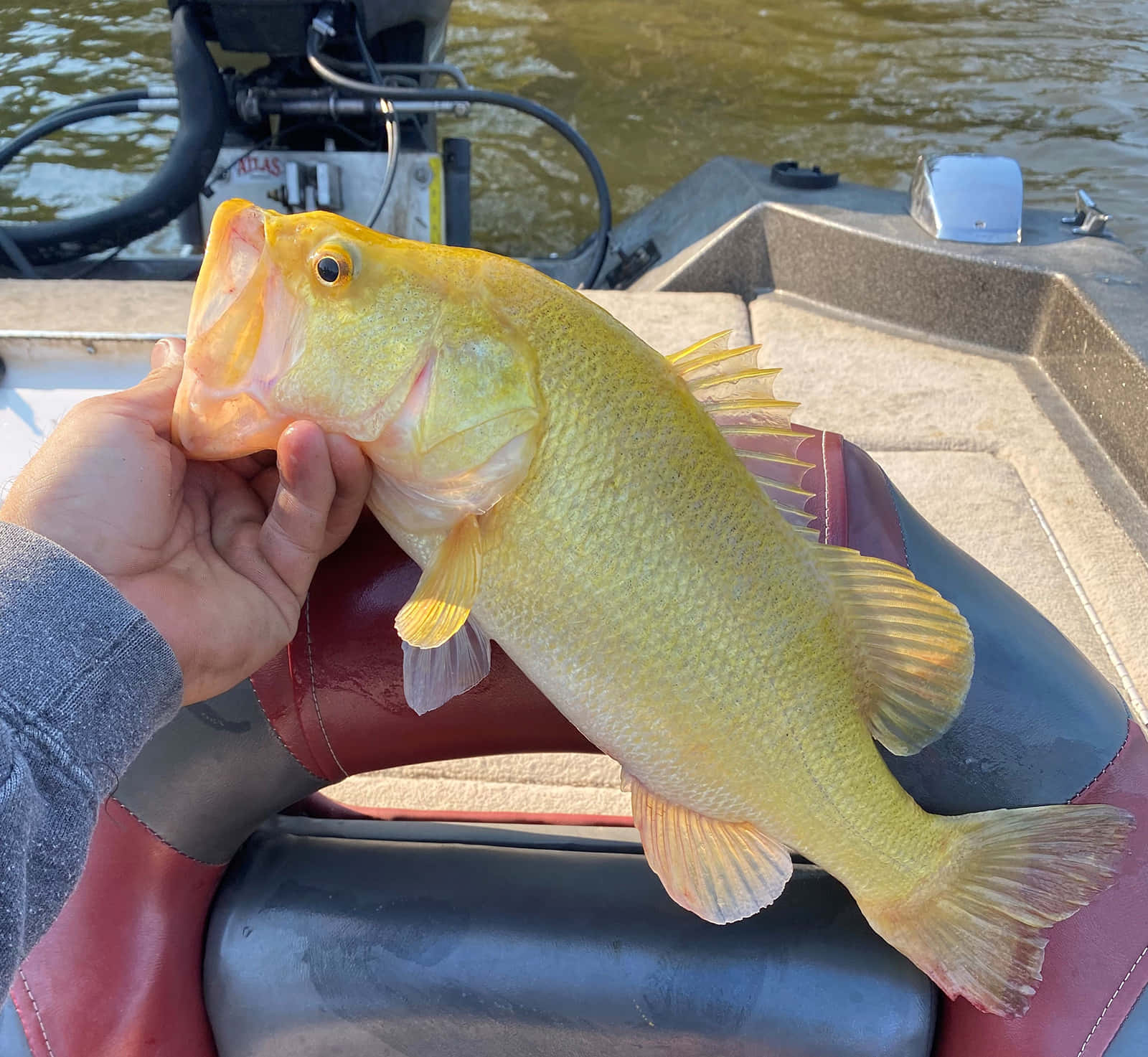魚 桌布 壁紙 — 一個人在船上用嘴叼著一條大黃鱸魚，背景有水。