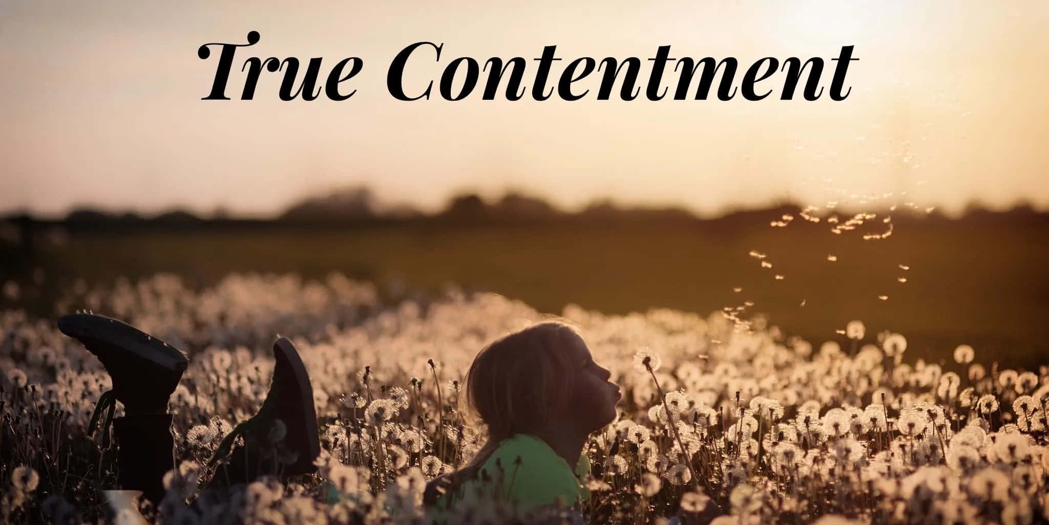 Contentment 桌布 壁紙 — 一個人在金色日落下的蒲公英田野中躺著，文字疊加顯示「真正的滿足」。