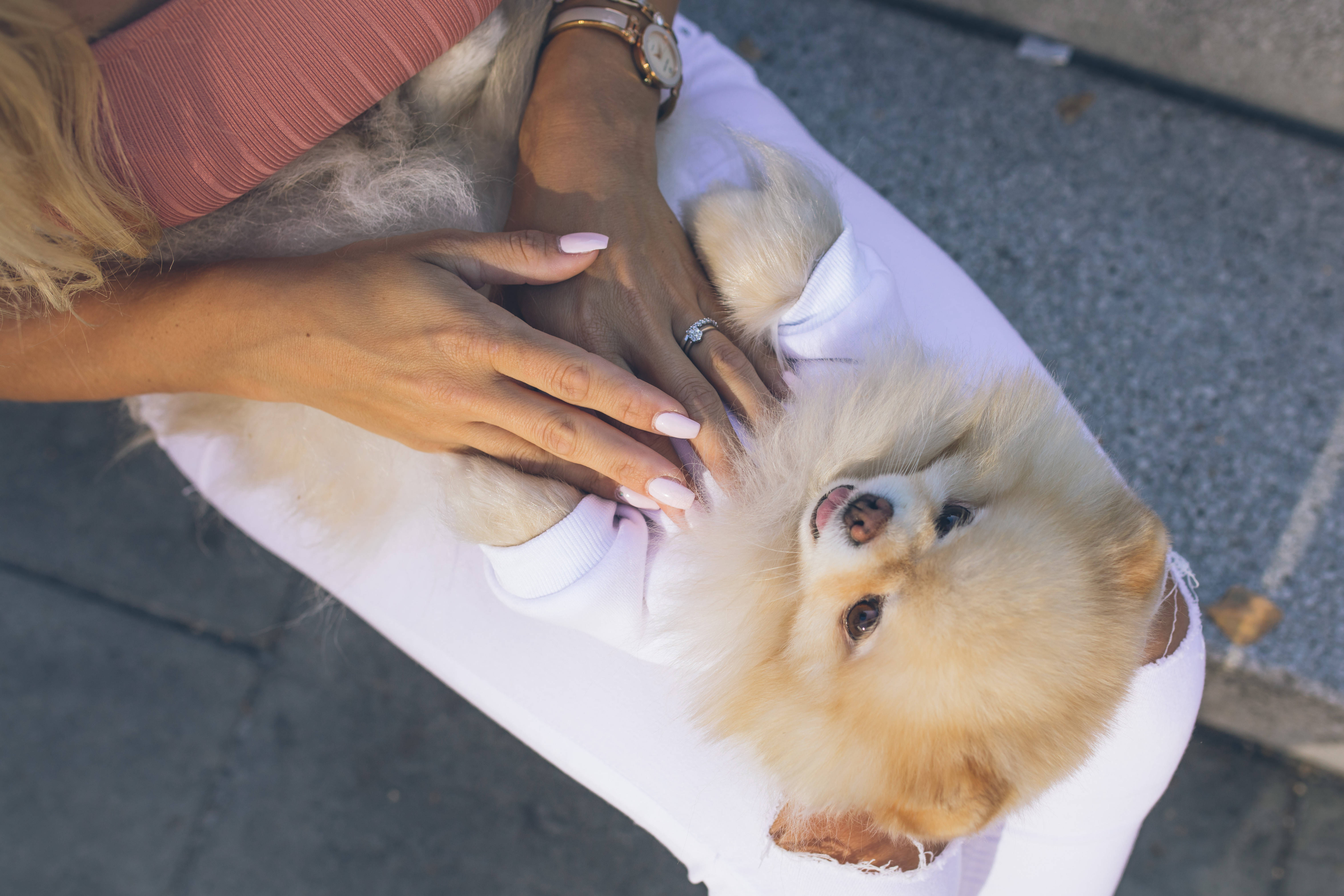博美犬 桌布 壁紙 — 一個人在鋪砌的人行道上懷抱一隻毛茸茸的奶油色博美犬幼犬。