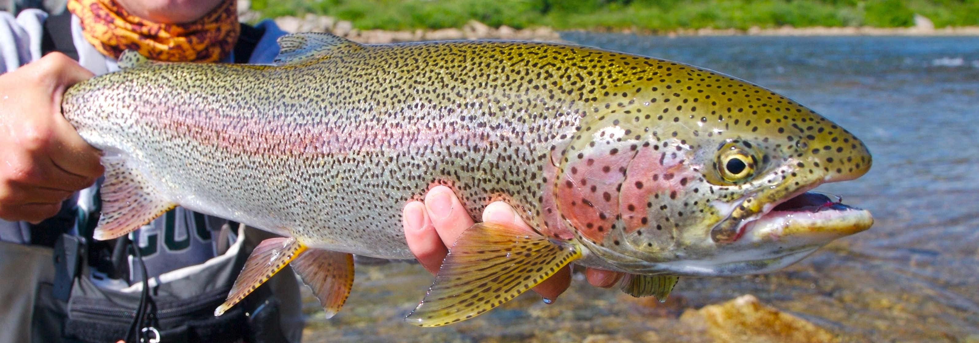 Brown Trout 桌布 壁紙 — 一個人在陽光明媚的河邊背景下，手持一條色彩繽紛的虹鱒魚，魚身有彩虹色的粉紅條紋和斑點鱗片。