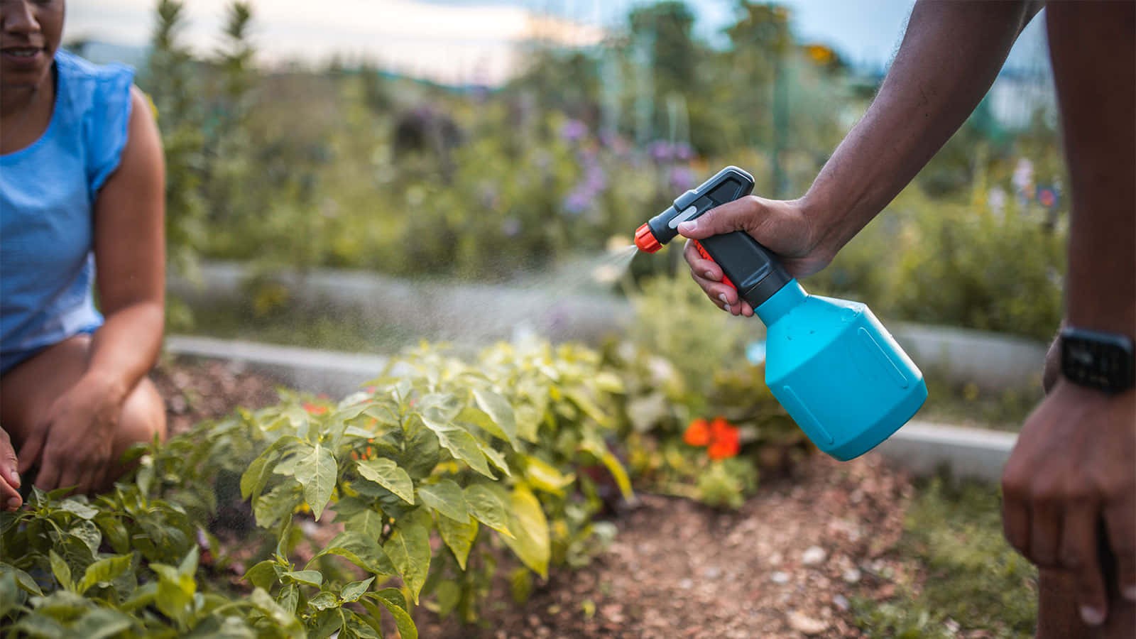 Gardening 桌布 壁紙 — 一個人在陽光明媚的花園中，用亮藍色噴霧瓶向茂盛的綠色植物噴水，另一個人則跪在附近。